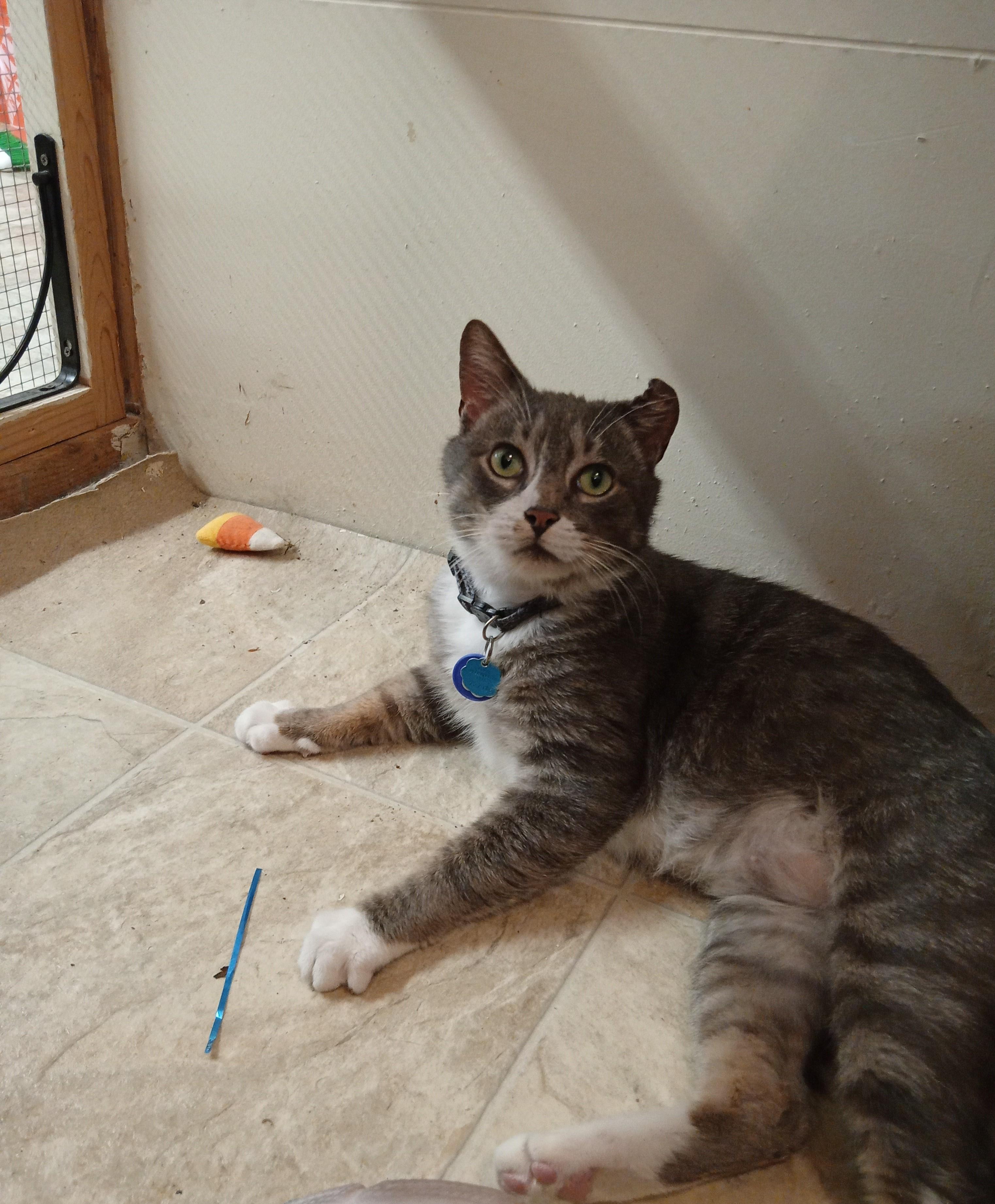 Enlarge Kenny, a Adoptable Domestic Short Hair in Chehalis, WA image 5/6