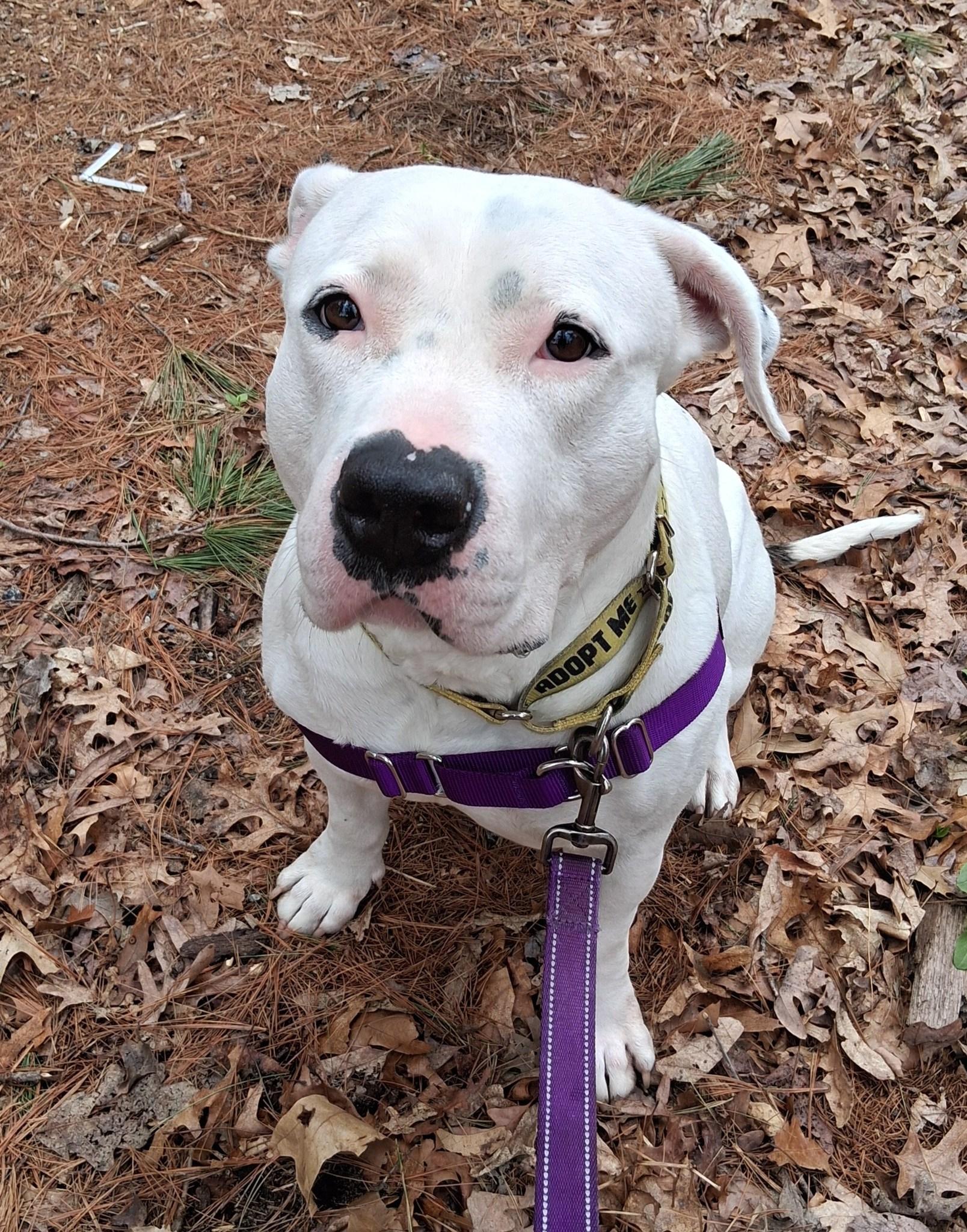 Enlarge Rogue, a ADOPTABLE mixed breed in Attleboro, MA image 5/6