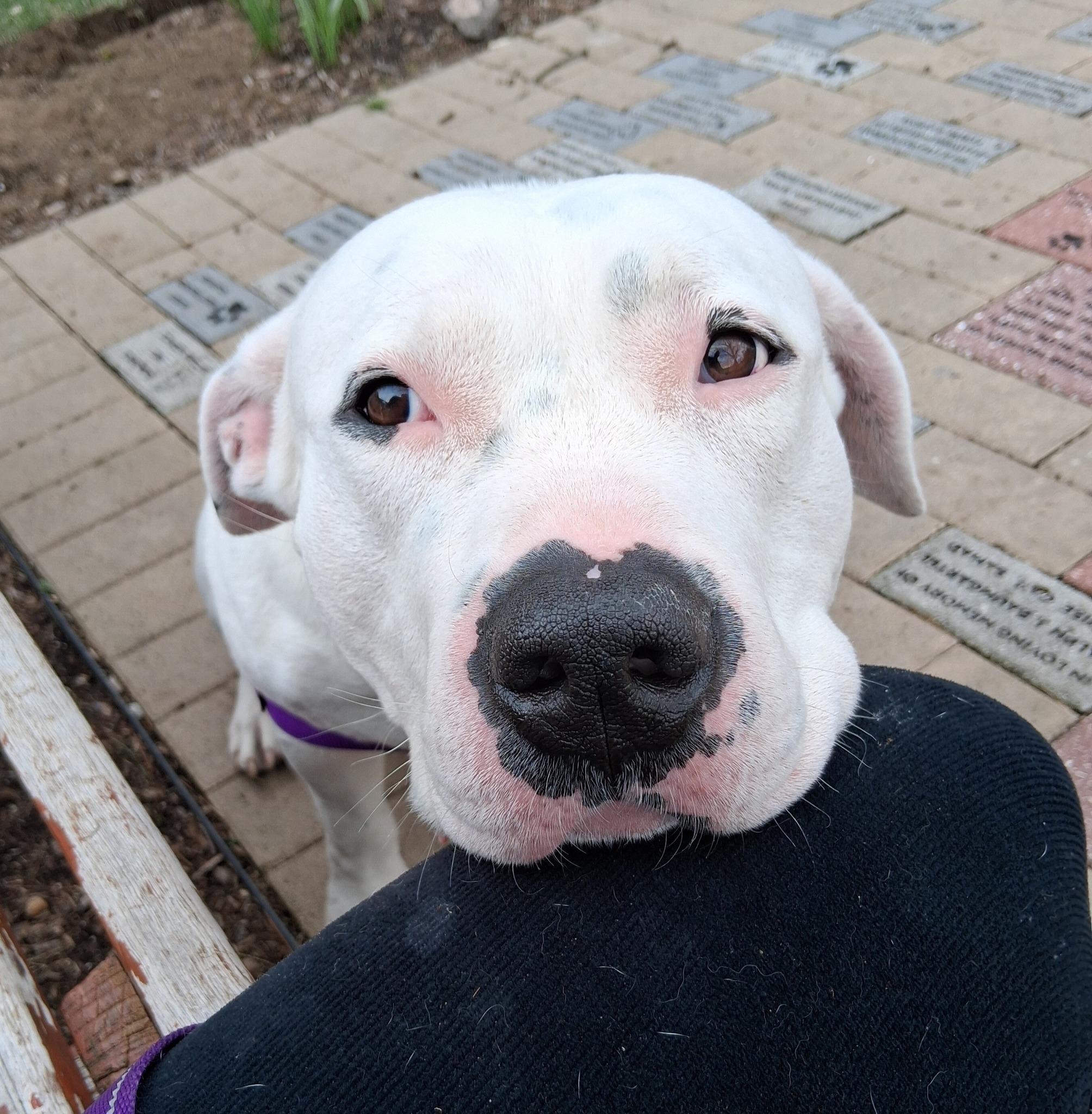 Enlarge Rogue, a ADOPTABLE mixed breed in Attleboro, MA image 4/6