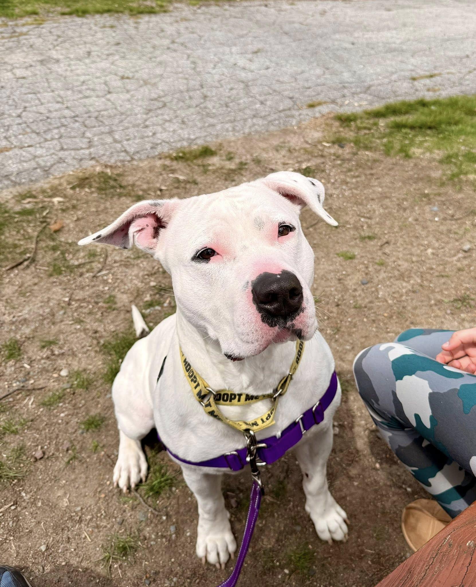 Enlarge Rogue, a ADOPTABLE mixed breed in Attleboro, MA image 3/6