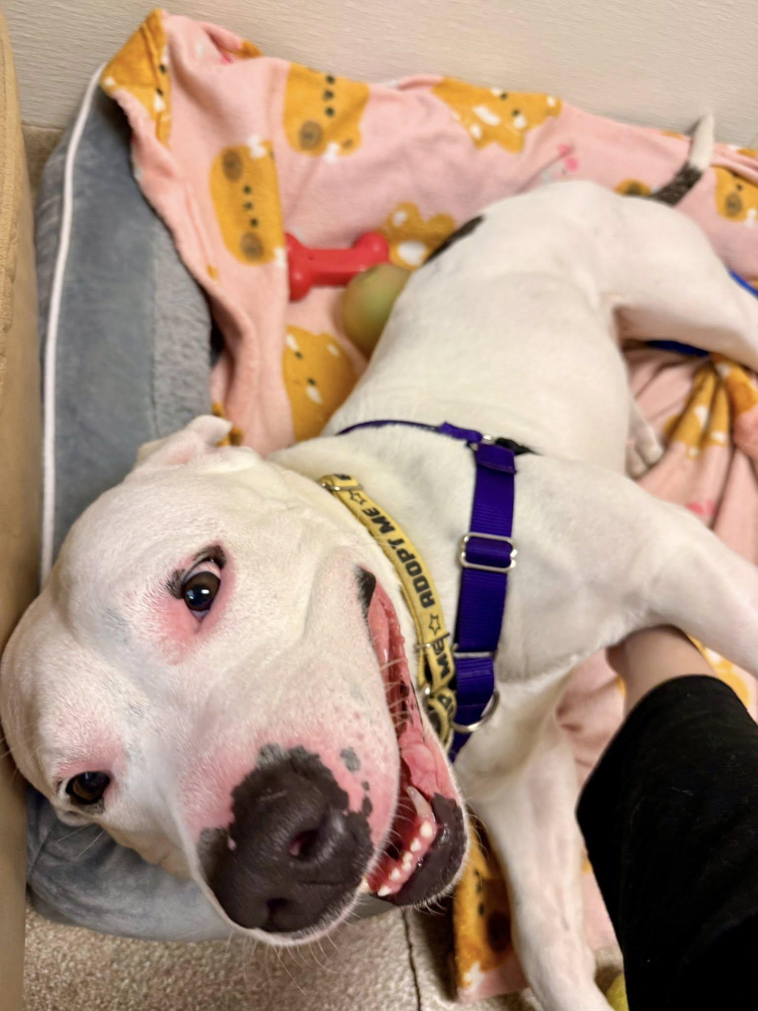 Enlarge Rogue, a ADOPTABLE mixed breed in Attleboro, MA image 6/6