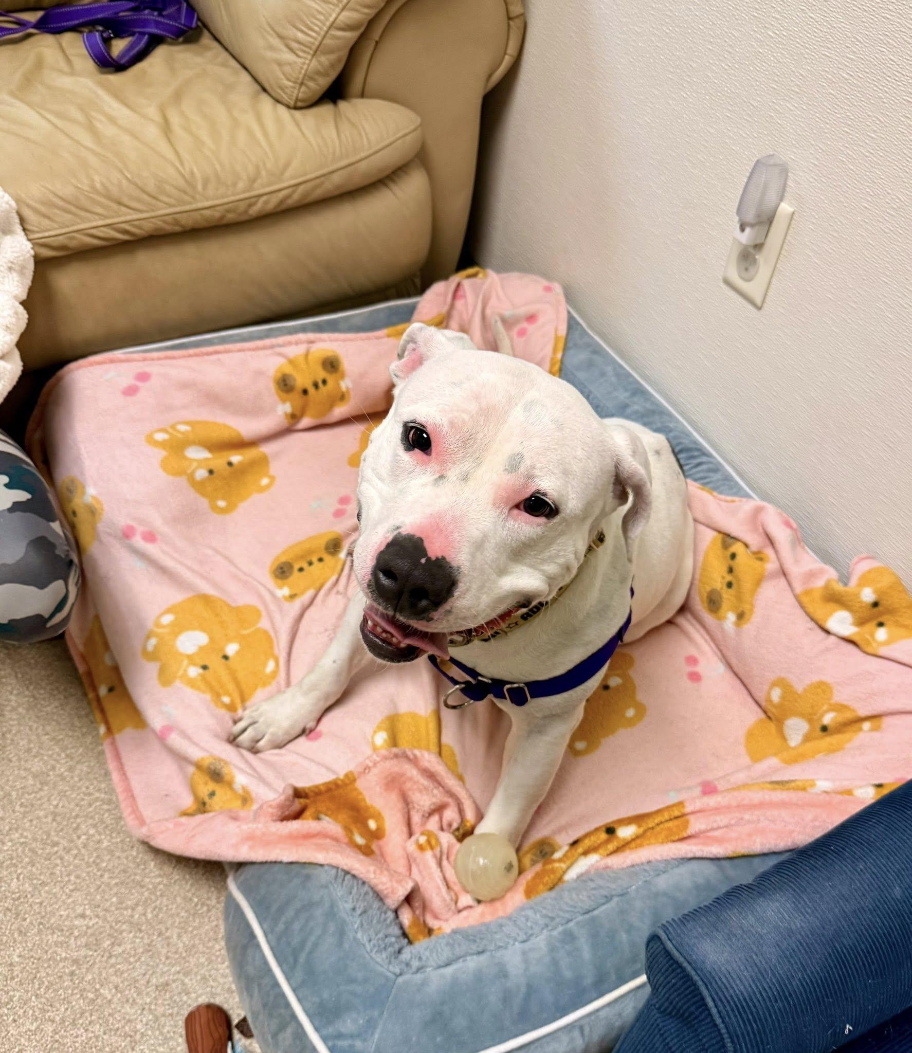 Enlarge Rogue, a ADOPTABLE mixed breed in Attleboro, MA image 2/6