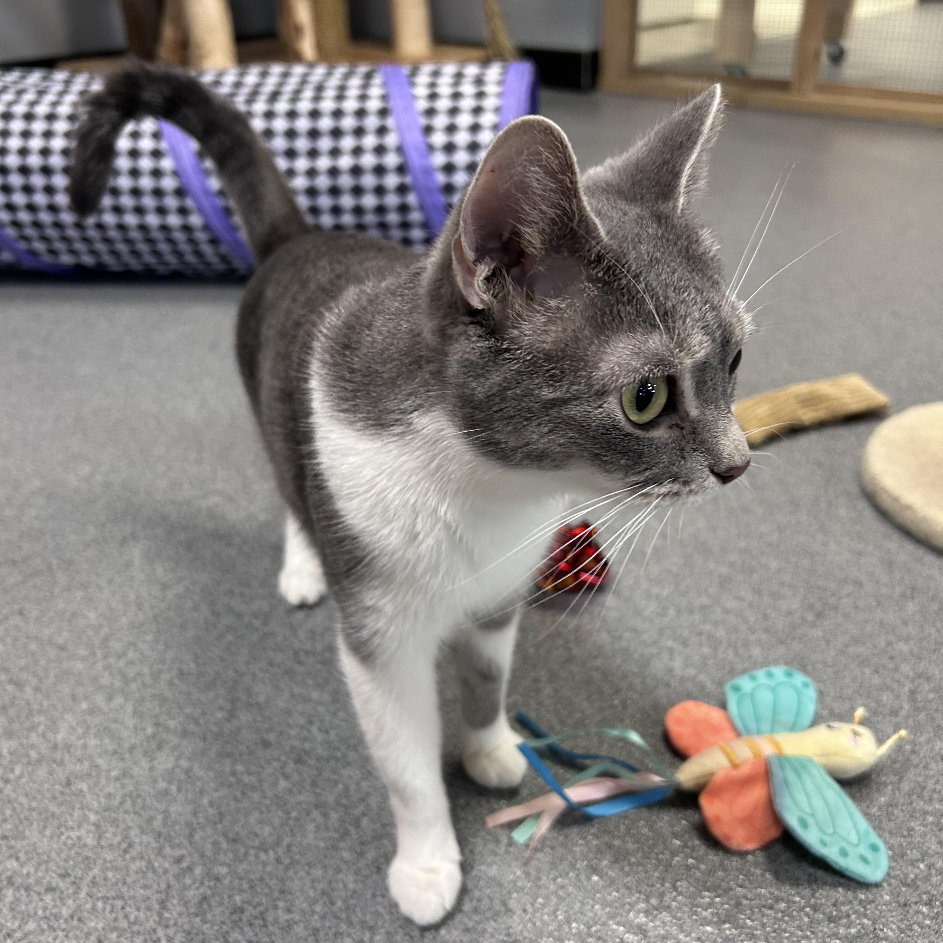 Regina, a ADOPTABLE Domestic Short Hair in Chisholm, MN image 2/2