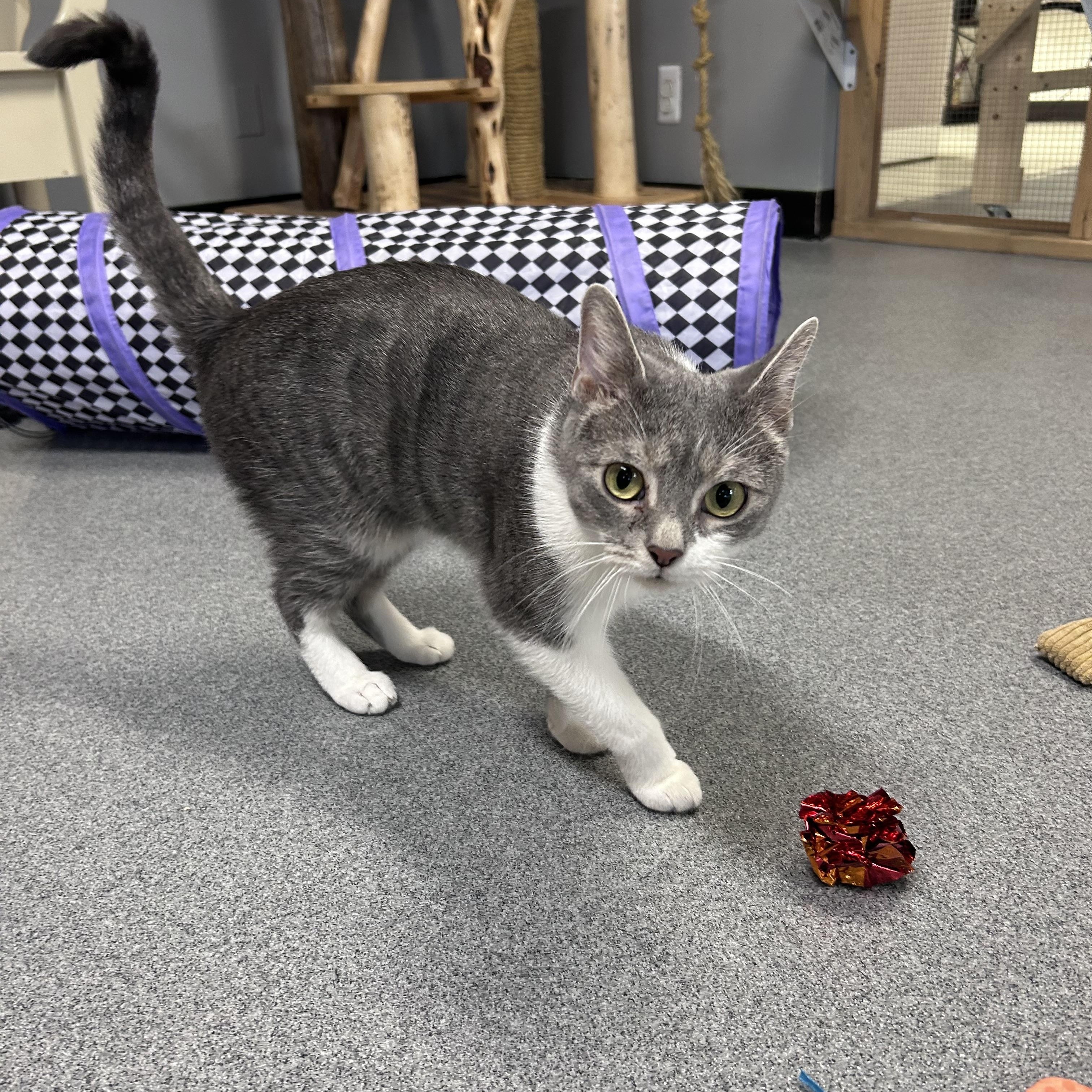Regina, ADOPTABLE, Young Female Domestic Short Hair.