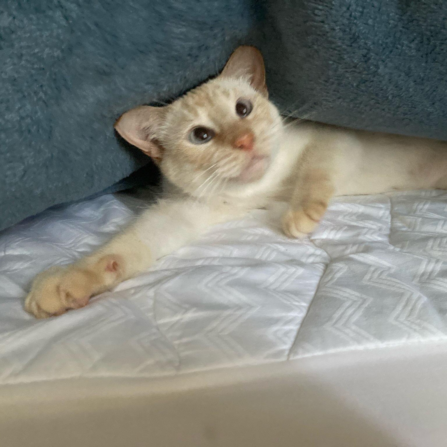 Monkey is the kind of cat who starts purring the moment you make eye contactno warm-up needed She