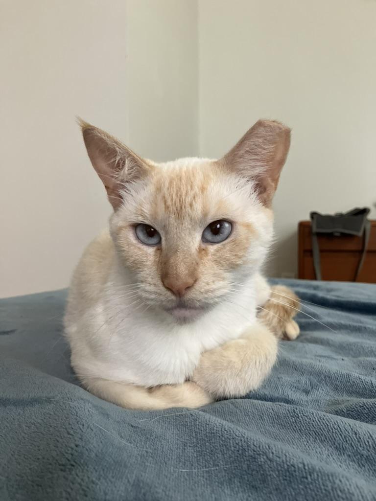 Monkey Siamese Cat