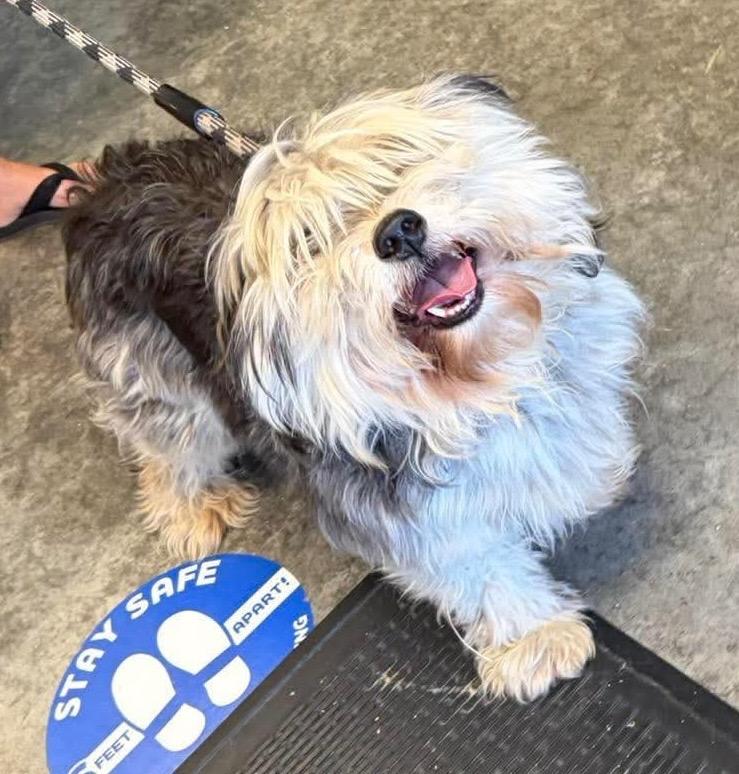 Skip, Adoptable, Adult Male Havanese & Mixed Breed.