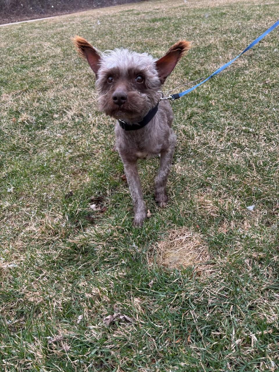 Enlarge Spinner , a Adoptable Miniature Schnauzer in Orland Park, IL image 4/5