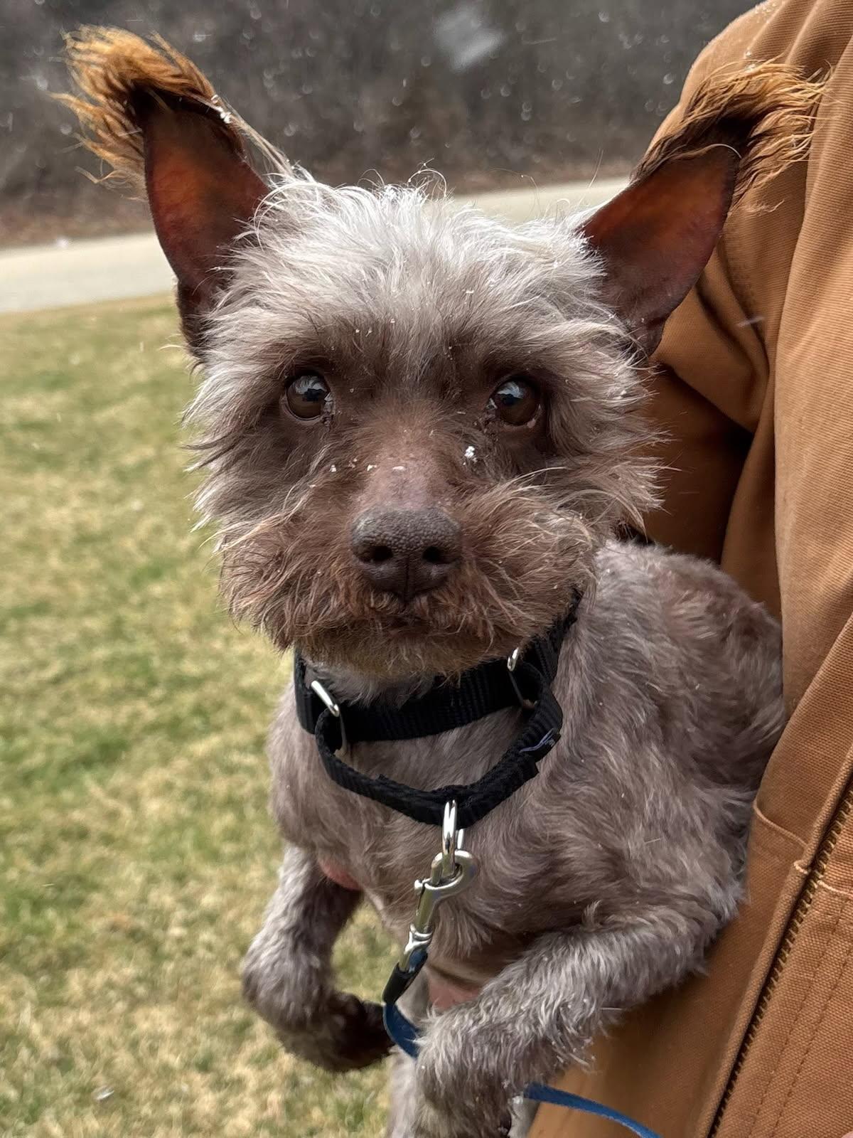 Enlarge Spinner , a Adoptable Miniature Schnauzer in Orland Park, IL image 3/5