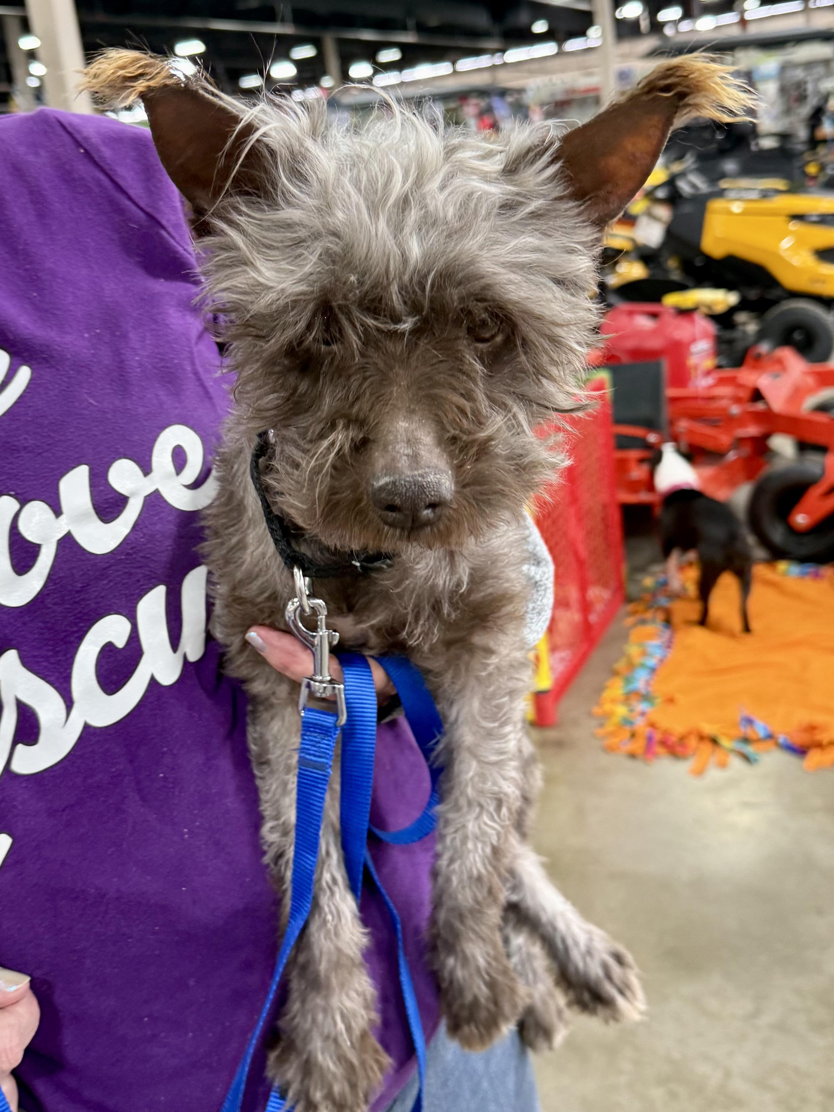 Enlarge Spinner , a Adoptable Miniature Schnauzer in Orland Park, IL image 2/5