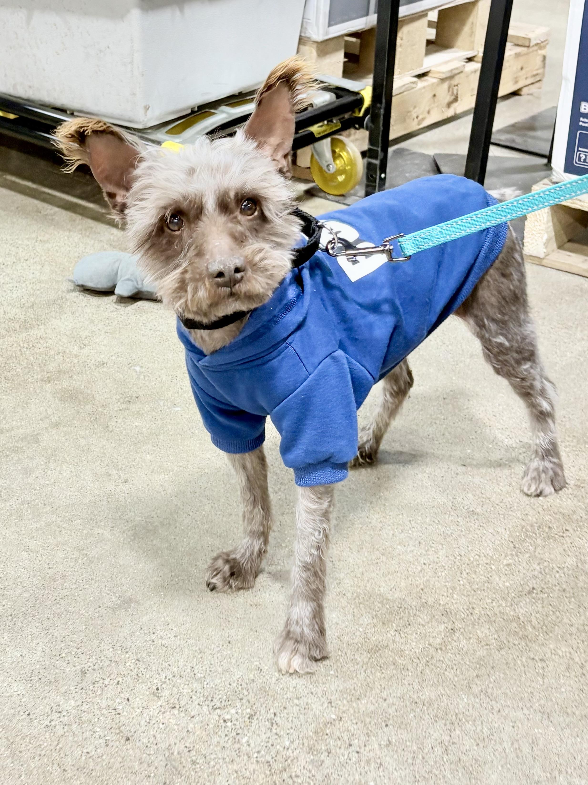 Enlarge Spinner , a Adoptable Miniature Schnauzer in Orland Park, IL image 5/5