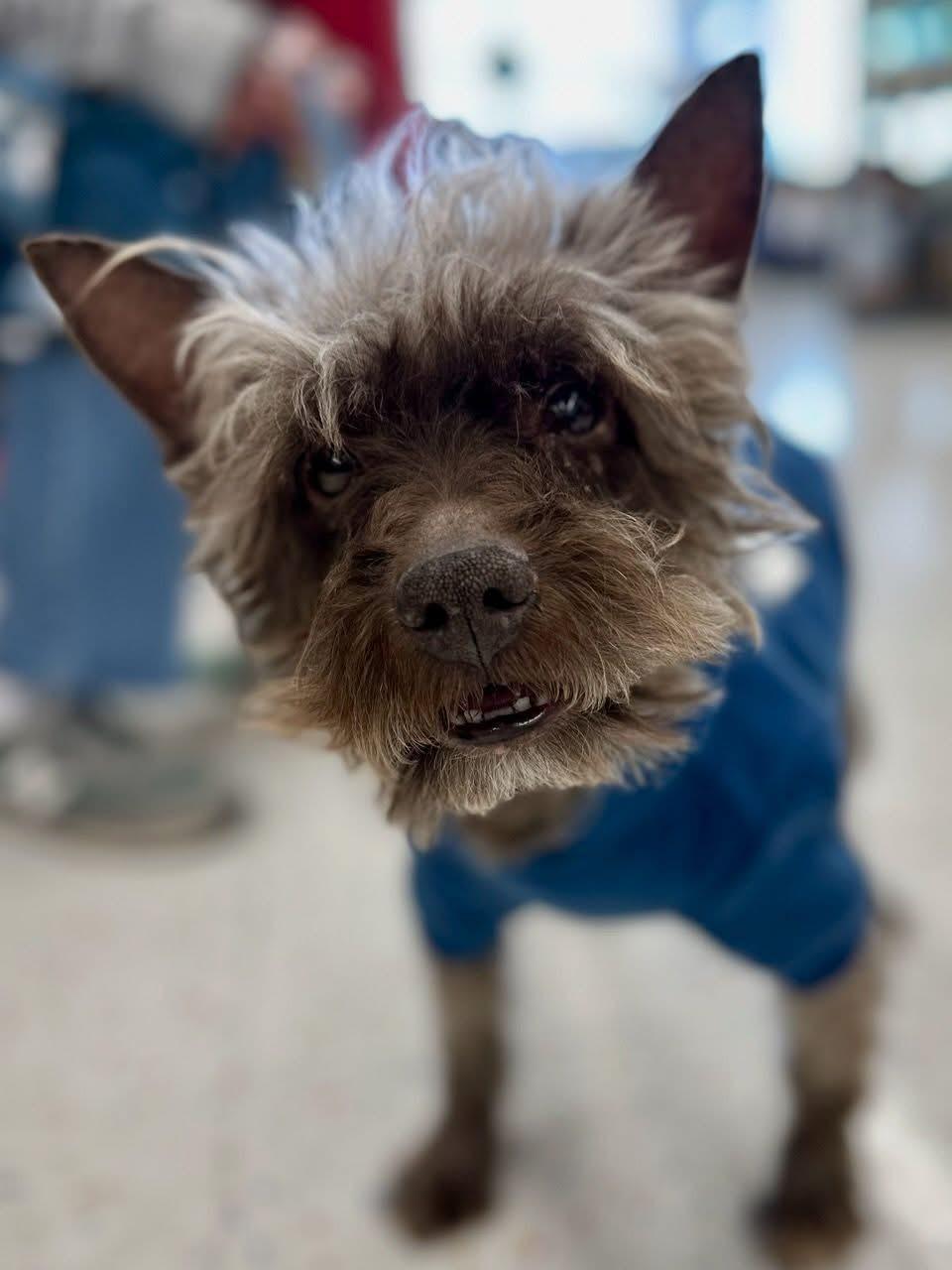 Spinner , Adoptable, Senior Male Miniature Schnauzer.