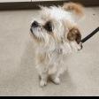 Scrumptious, Adoptable, Adult Male Cairn Terrier.