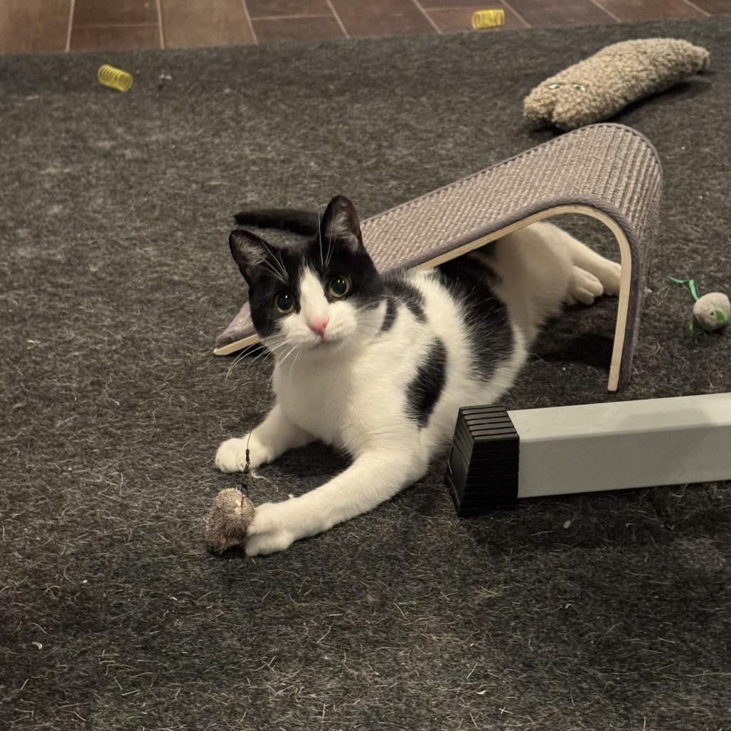 Enlarge Poquita & Lali, a Adoptable Domestic Short Hair in Ashland, MA image 2/4