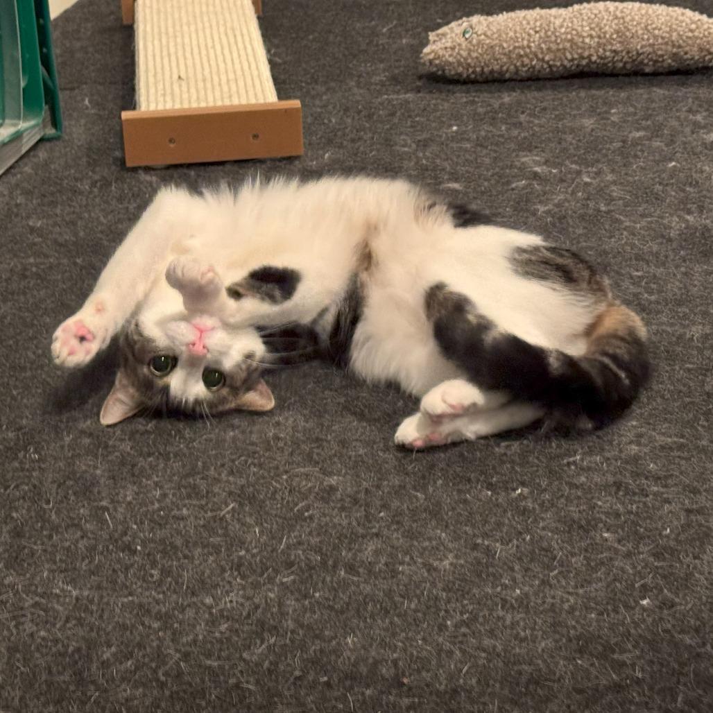 Enlarge Poquita & Lali, a Adoptable Domestic Short Hair in Ashland, MA image 3/4