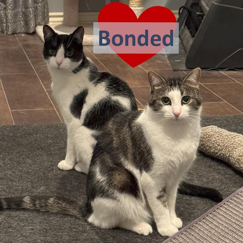 Enlarge Poquita & Lali, a Adoptable Domestic Short Hair in Ashland, MA image 1/4