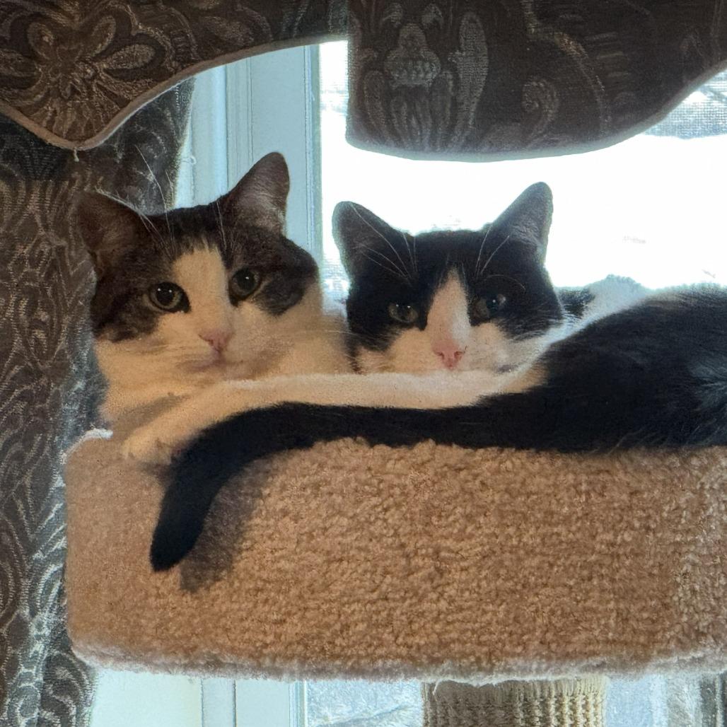 Enlarge Poquita & Lali, a Adoptable Domestic Short Hair in Ashland, MA image 4/4