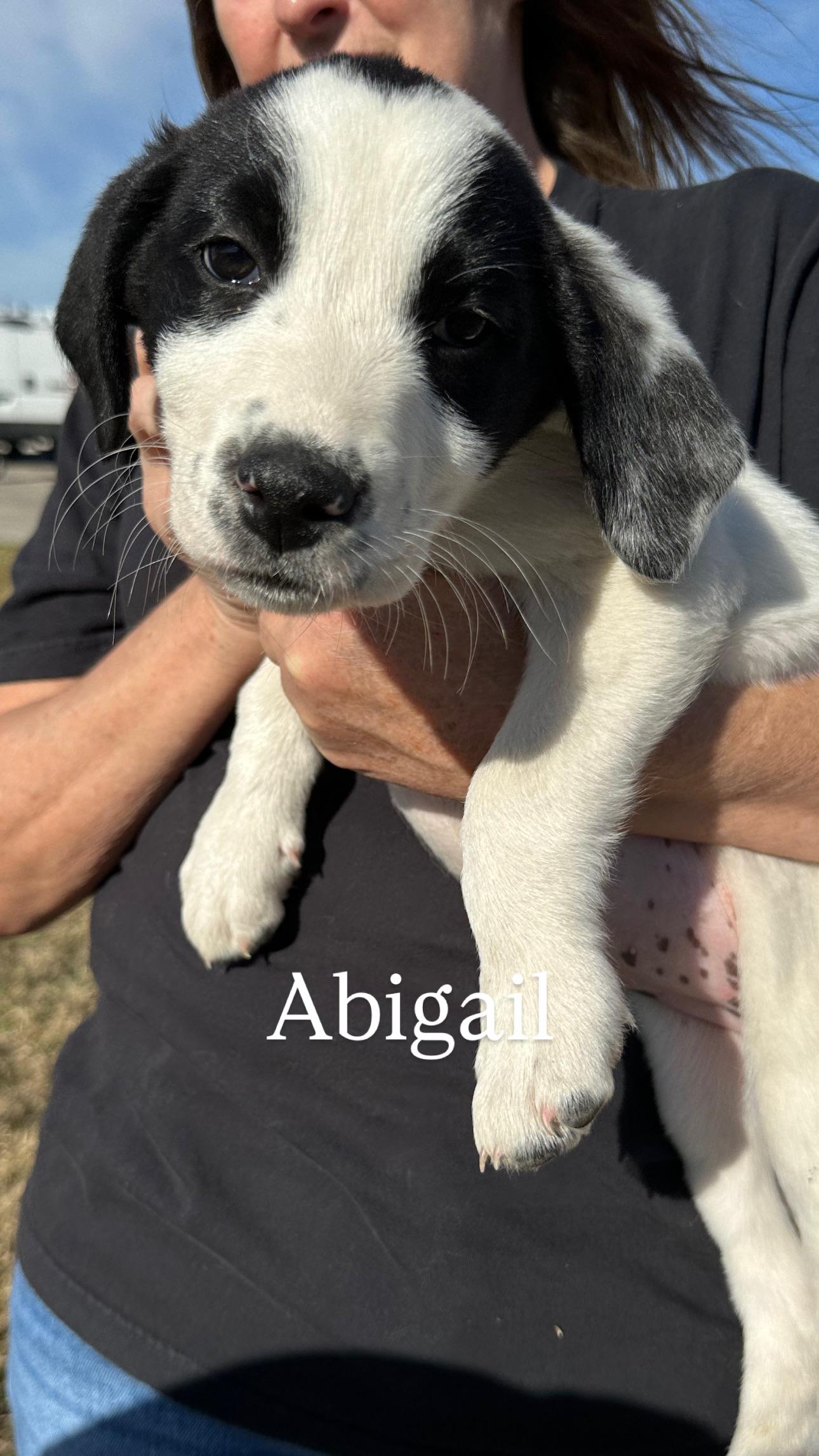 Enlarge Abigail, a Adoptable mixed breed in Appleton, WI image 3/4
