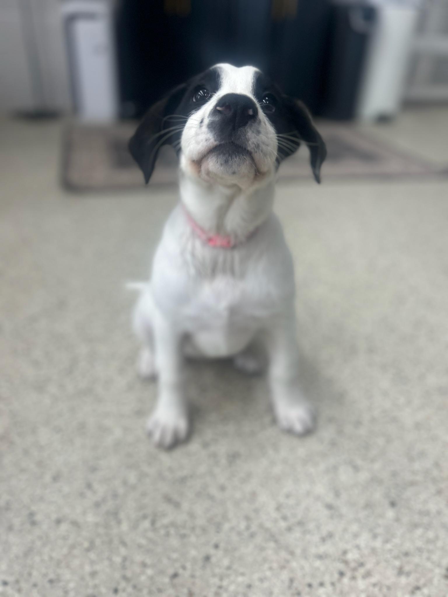 Enlarge Abigail, a Adoptable mixed breed in Appleton, WI image 4/4