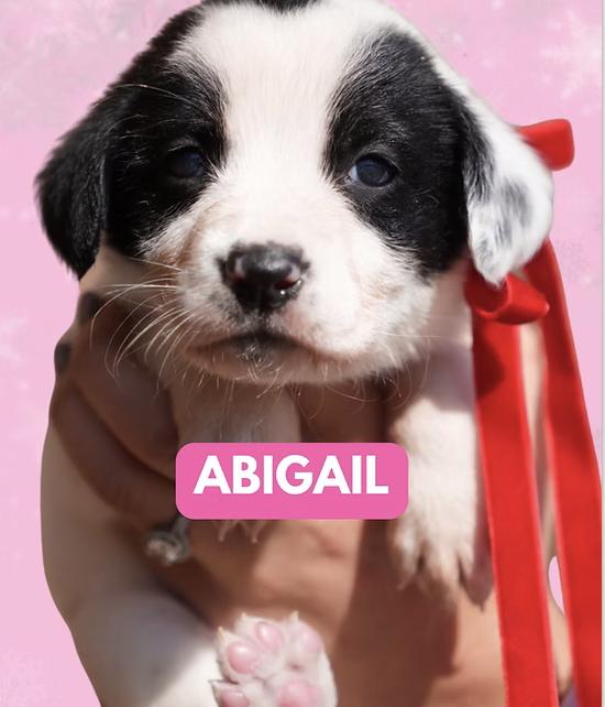 Enlarge Abigail, a Adoptable mixed breed in Appleton, WI image 1/4