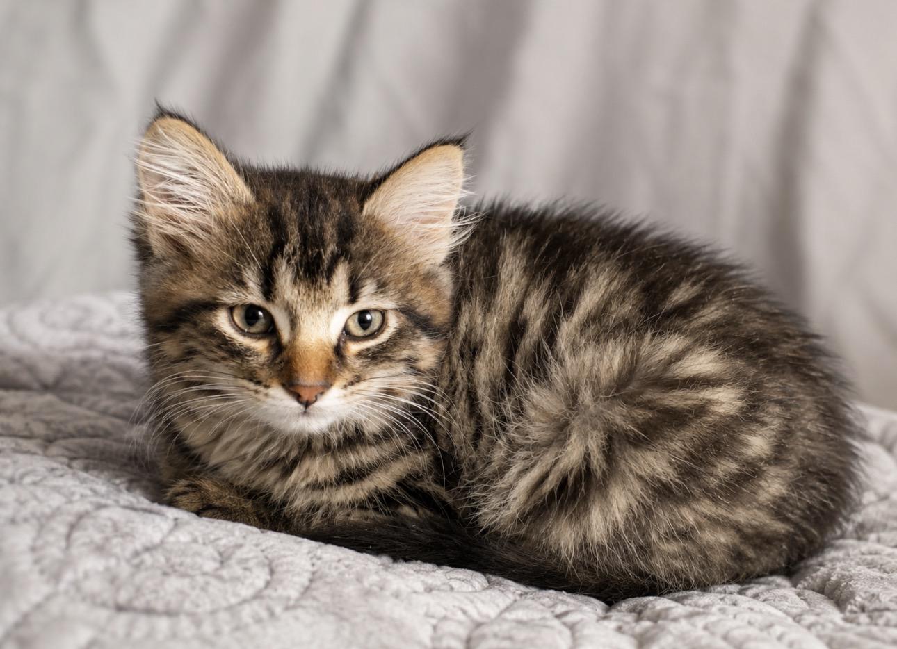 Ursula - Adopted 7/25/26, an adopted Domestic Medium Hair in Livonia, MI image 1/4