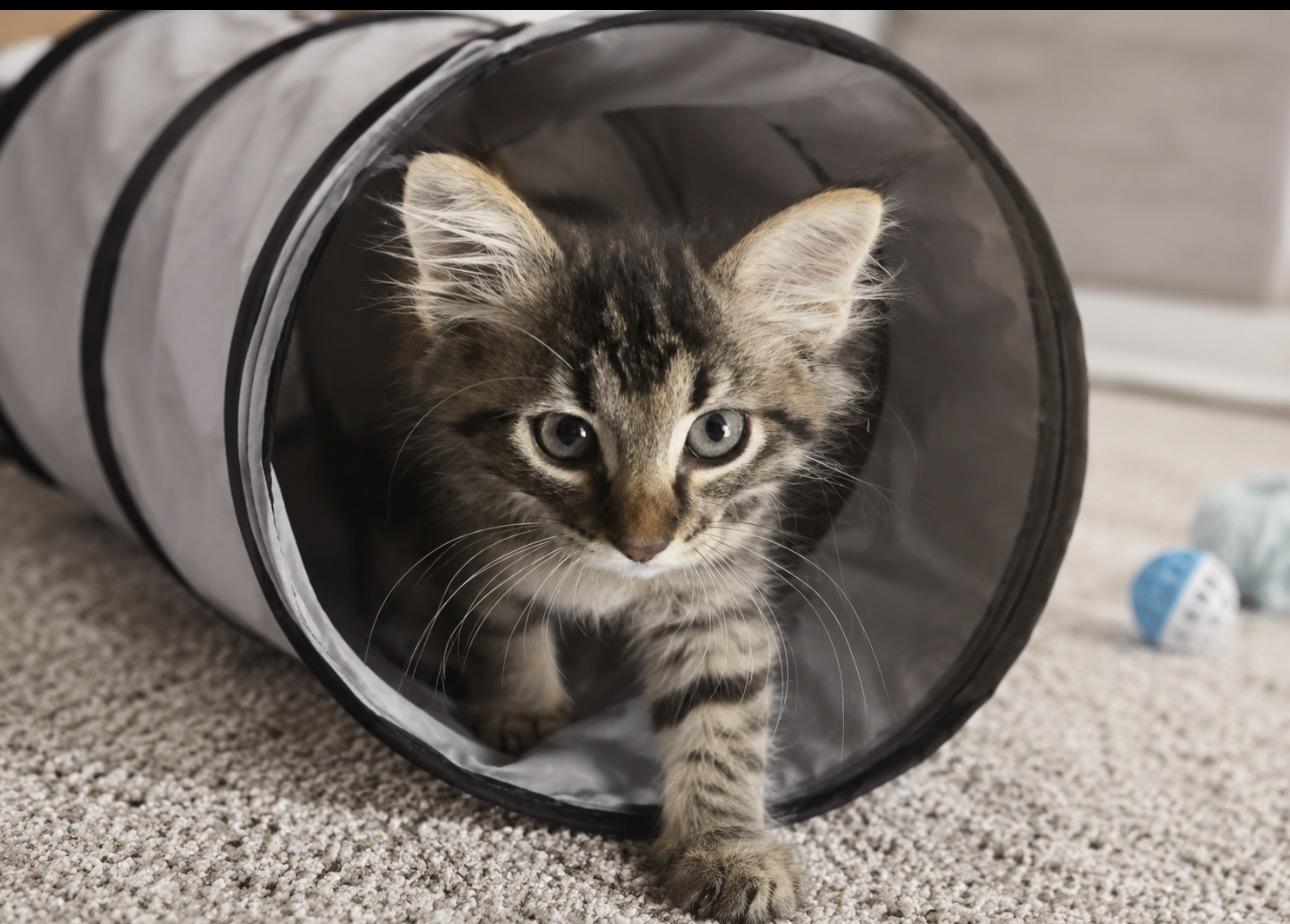 Ursula - Adopted 7/25/26, an adopted Domestic Medium Hair in Livonia, MI image 2/4