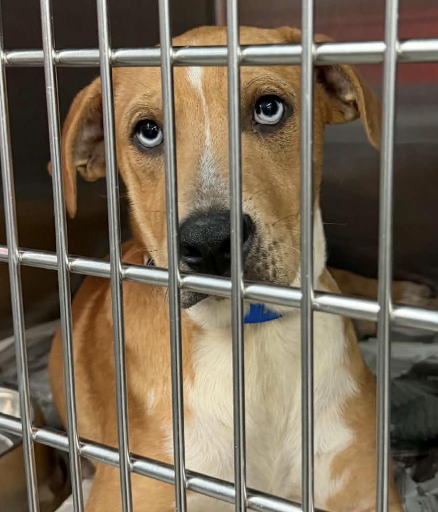 Enlarge Sprout, a Adoptable mixed breed in Parma, OH image 2/2