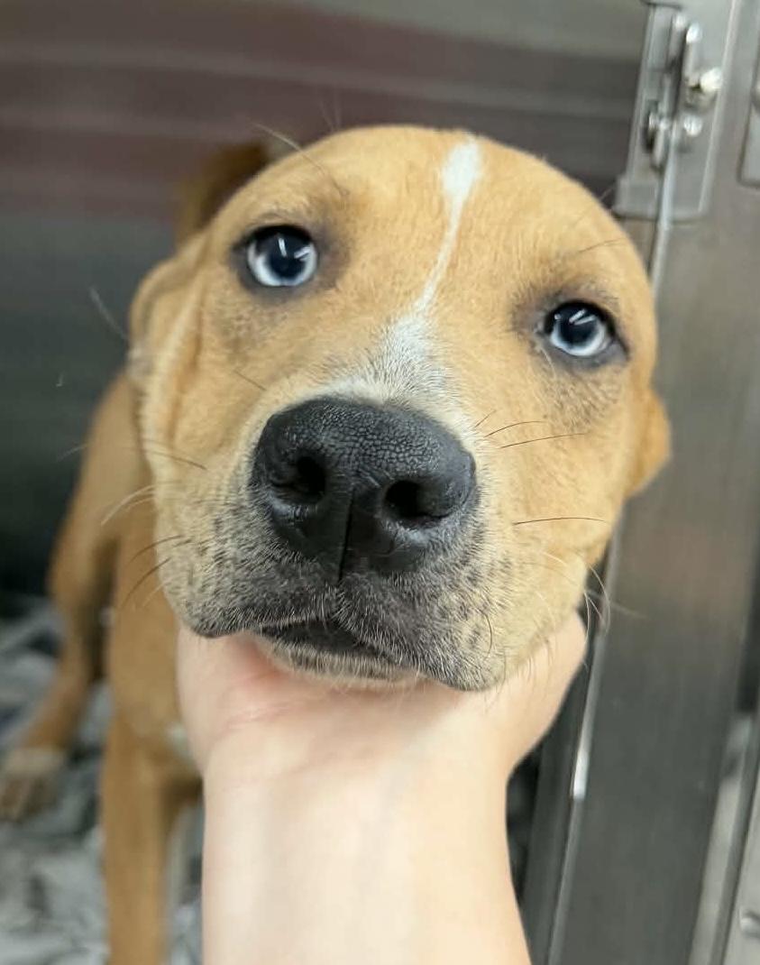 Sprout, Adoptable, Puppy Male Labrador Retriever & Cattle Dog.