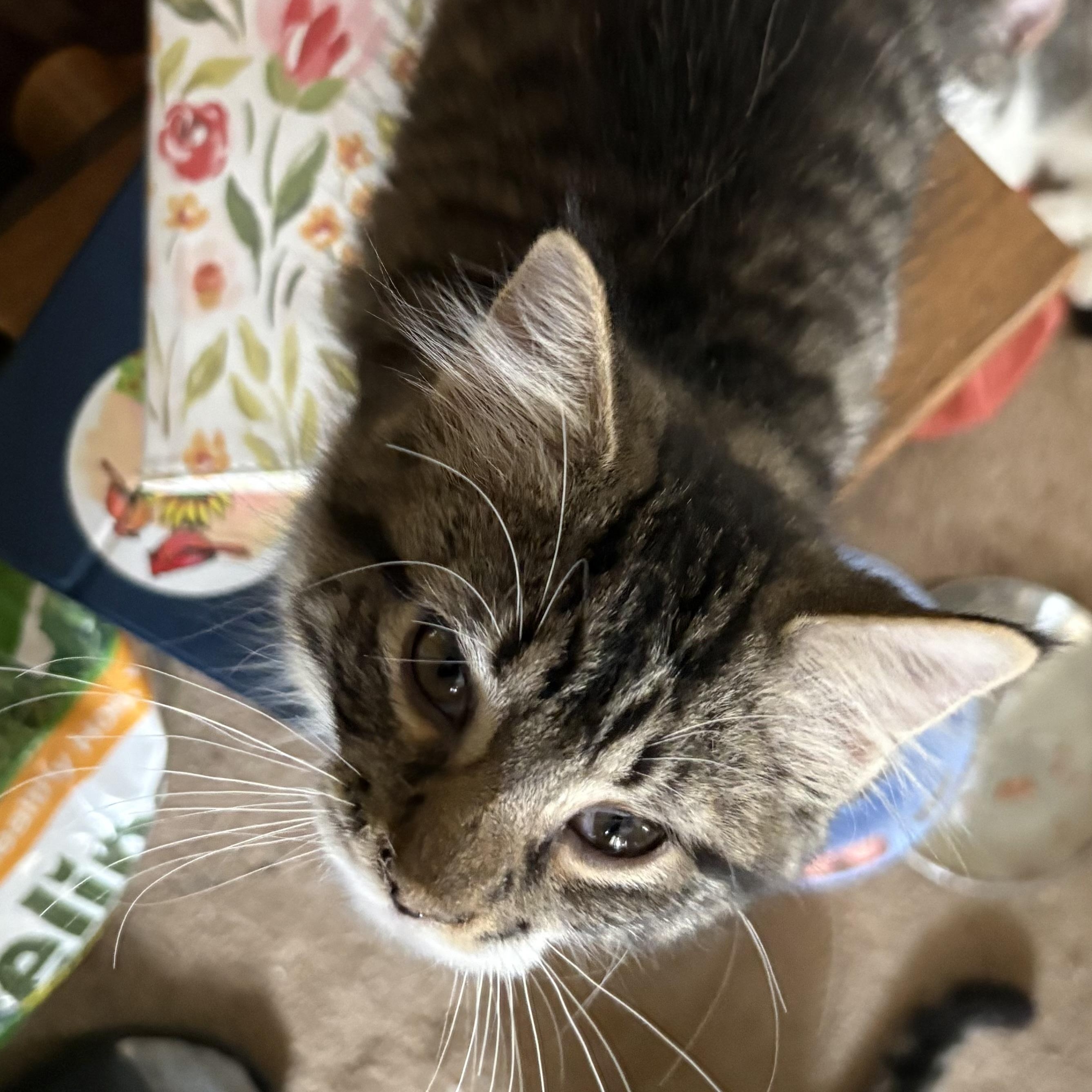 Enlarge Susie, a Adoptable Domestic Long Hair in Honeoye, NY image 2/2