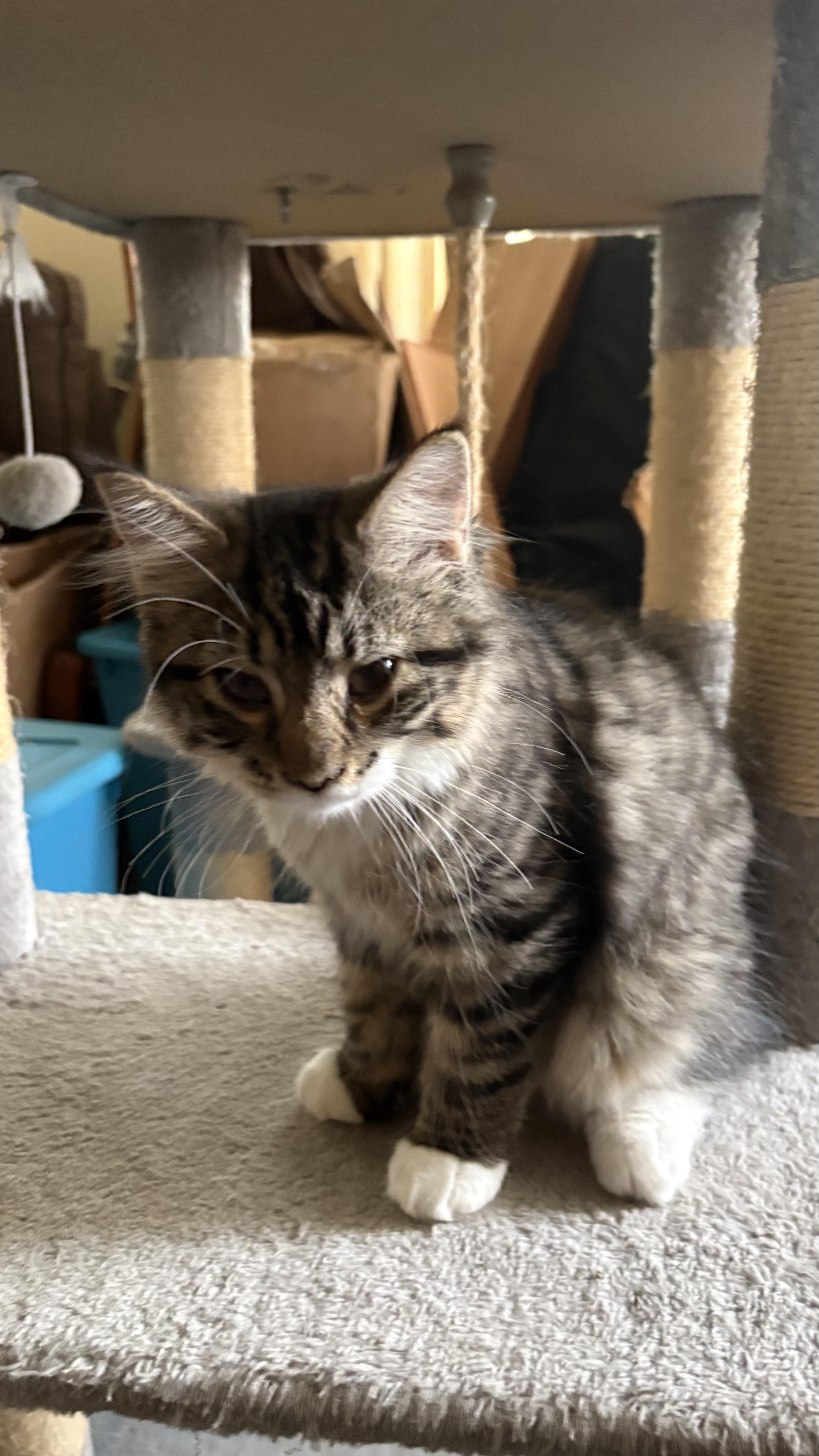 Susie, Adoptable, Kitten Female Domestic Long Hair.