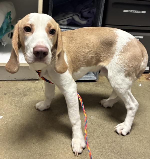 *Yodel*, Adoptable, Young Male Basset Hound.