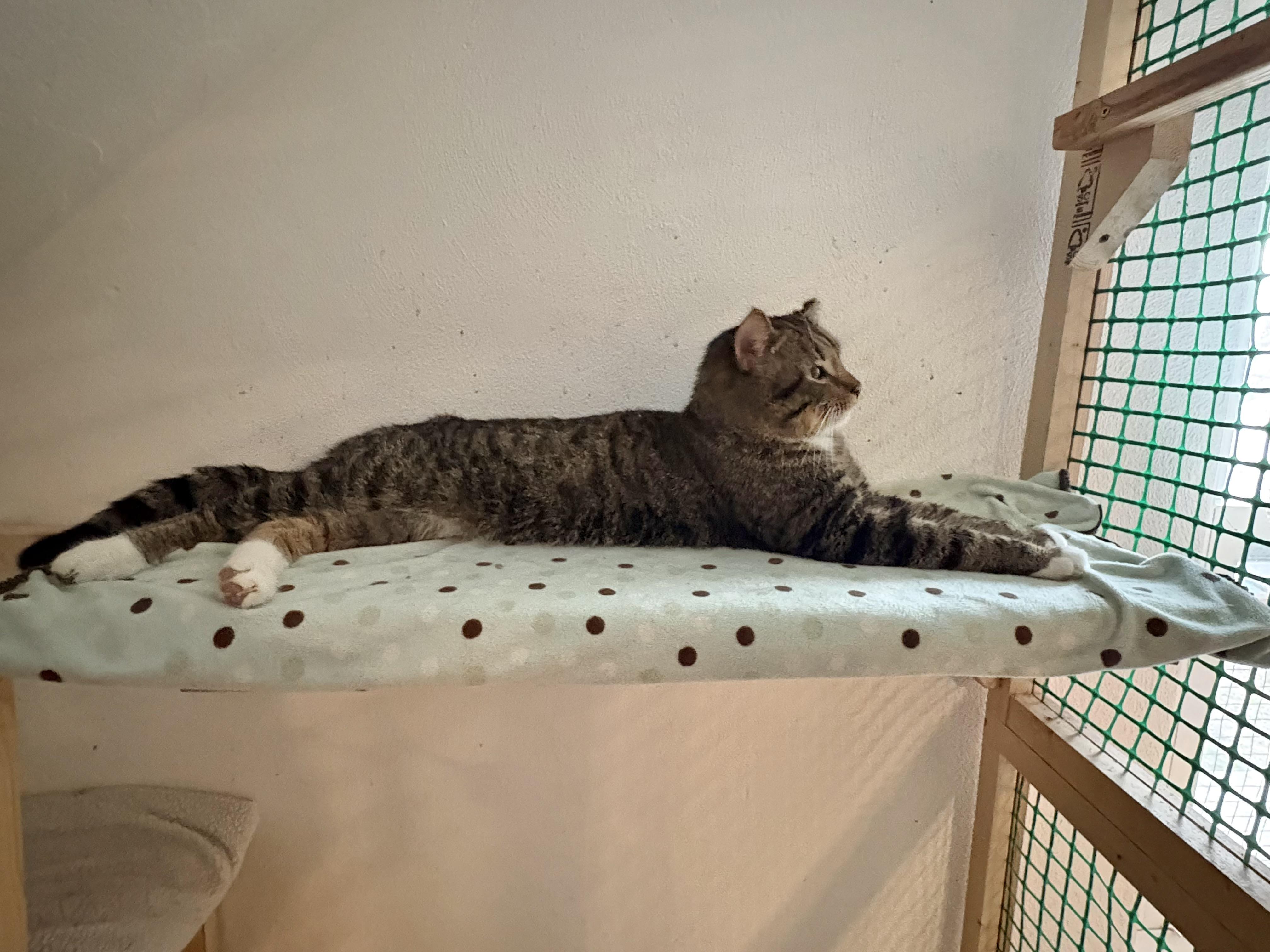 Enlarge Bully, an adopted Tabby in Cleveland, OH image 4/4