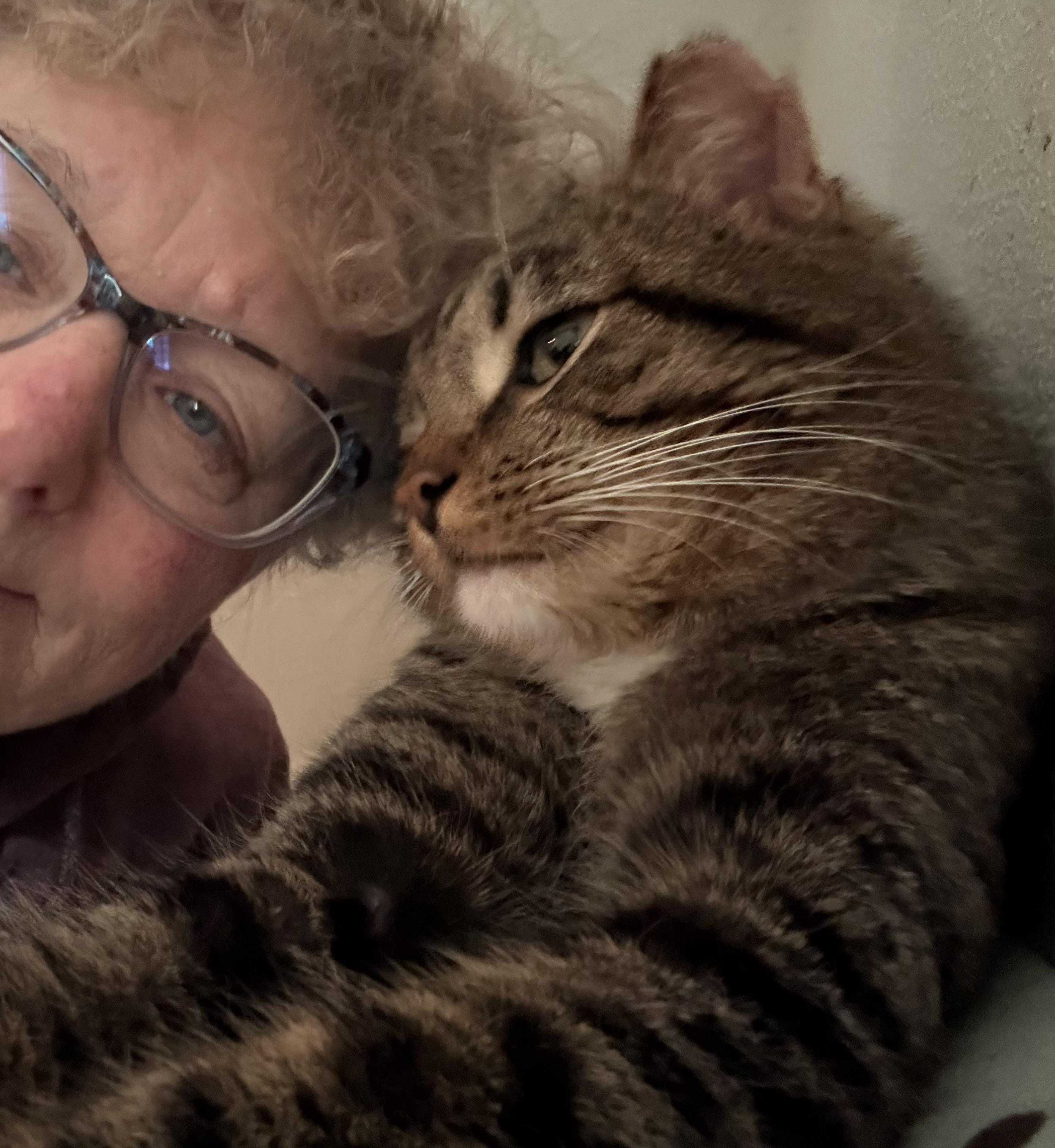 Enlarge Bully, an adopted Tabby in Cleveland, OH image 2/4