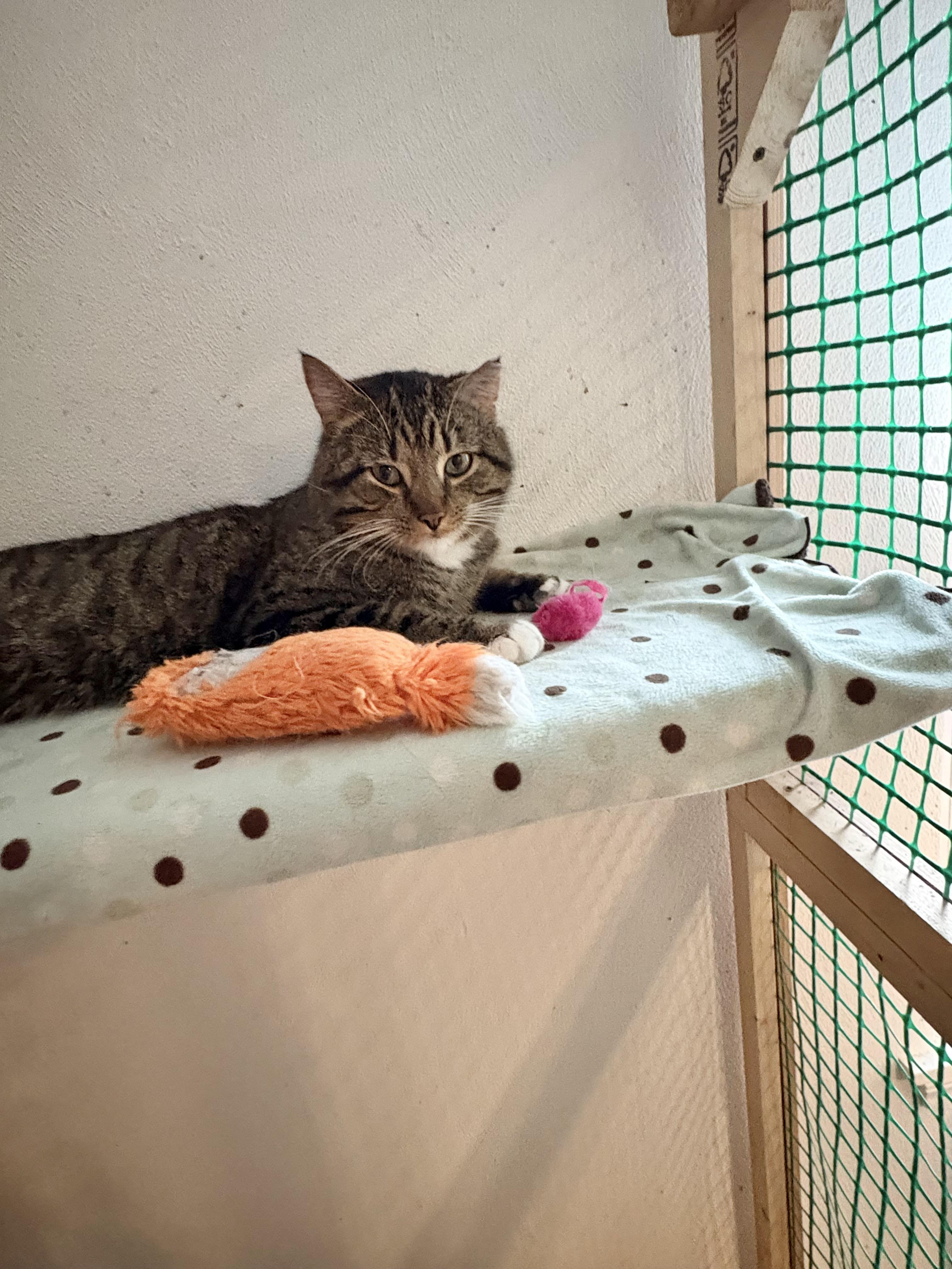 Enlarge Bully, an adopted Tabby in Cleveland, OH image 3/4