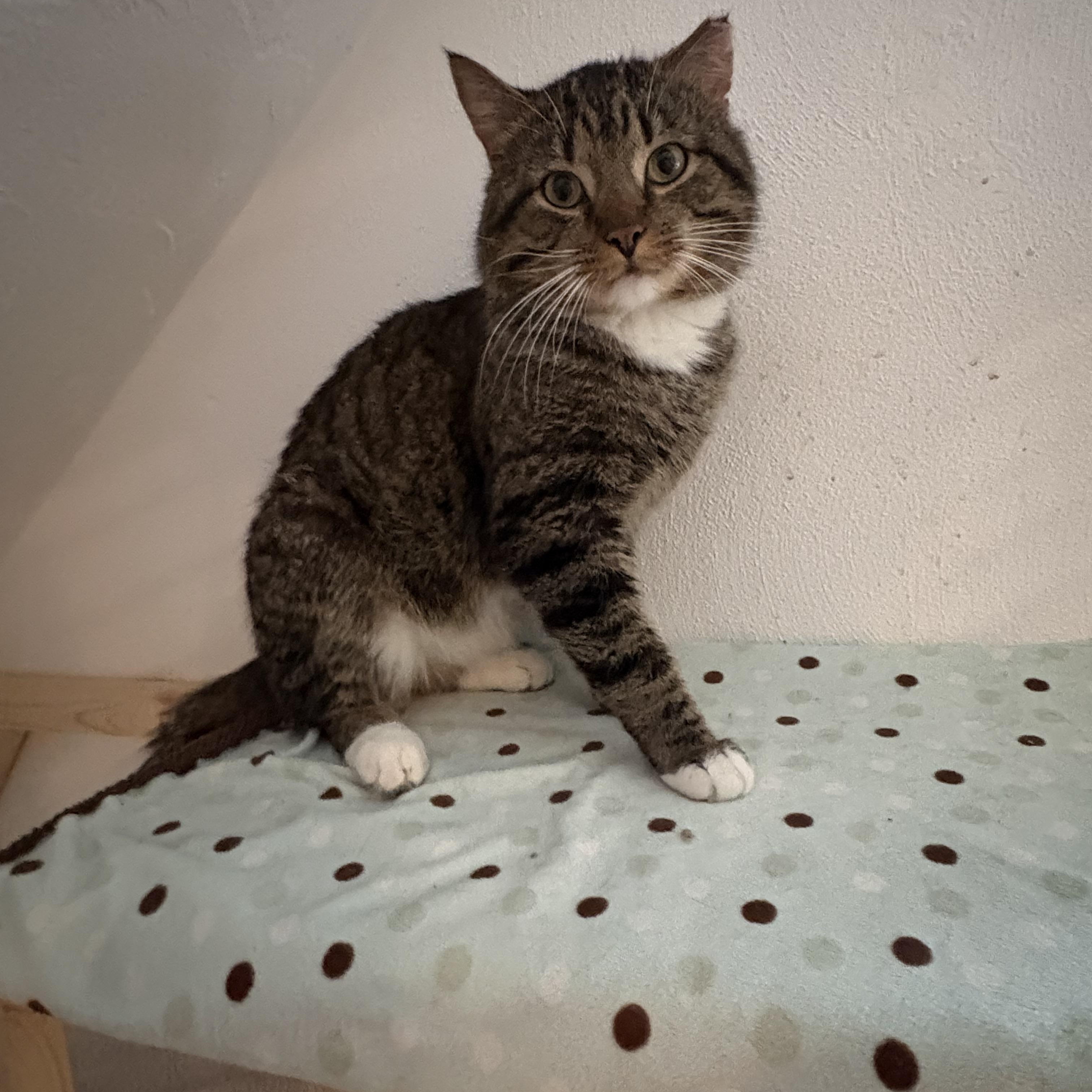 Enlarge Bully, an adopted Tabby in Cleveland, OH image 1/4