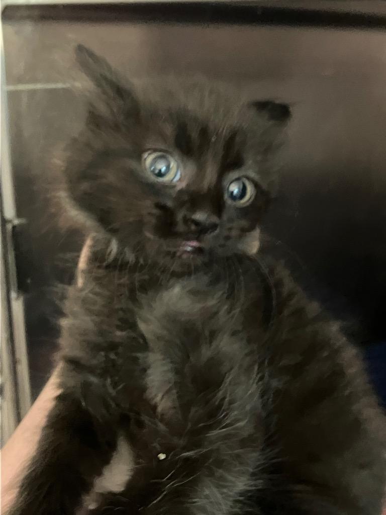 Nova, Adoptable, Kitten Female Domestic Short Hair.