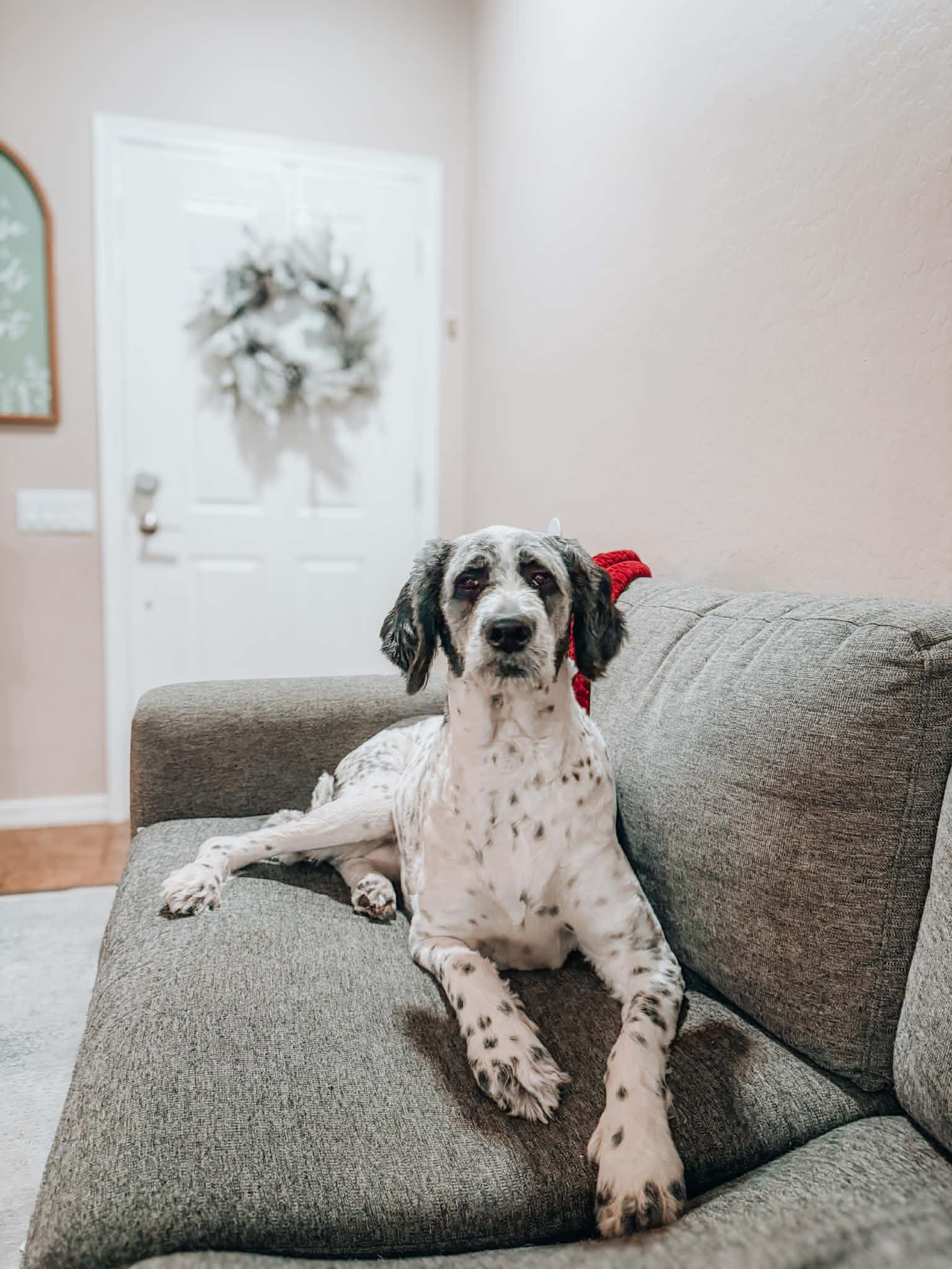 Allie, ADOPTABLE, Young Female Labradoodle.