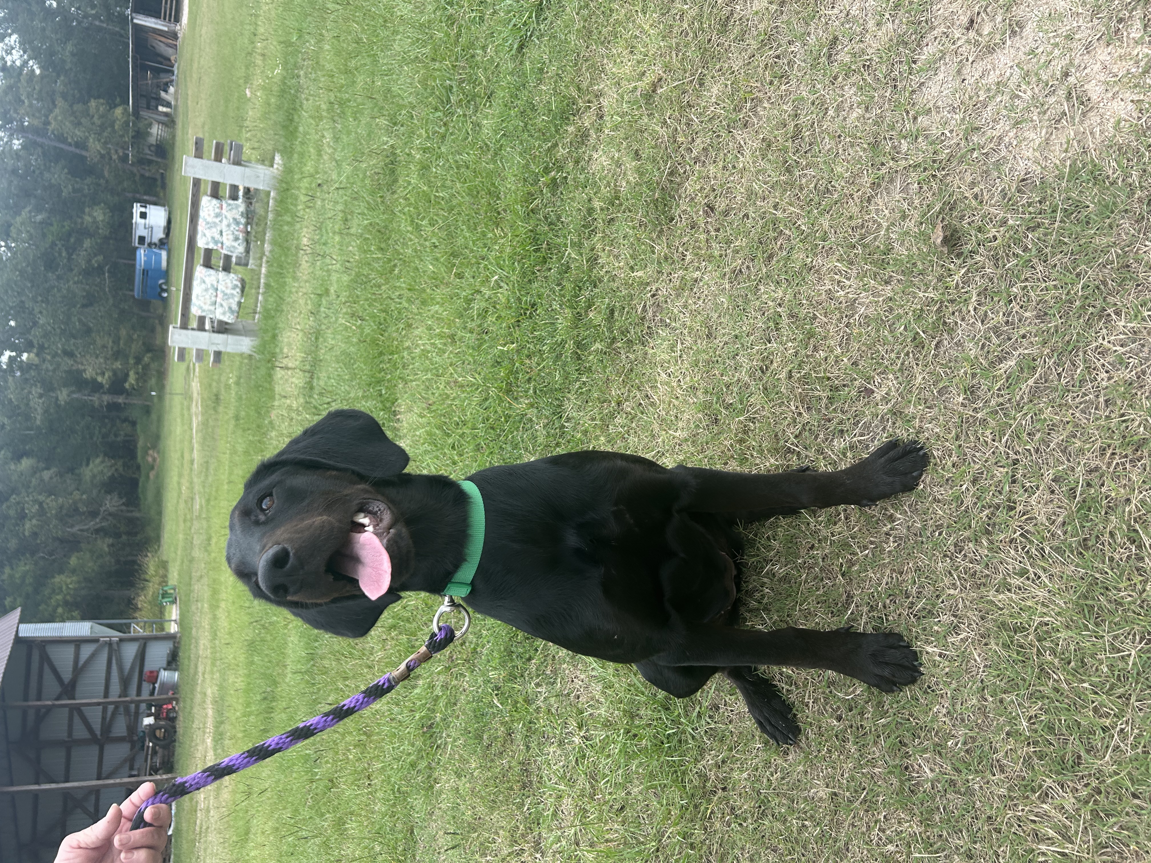 Dahlia, Adopted, Puppy Female Labrador Retriever.