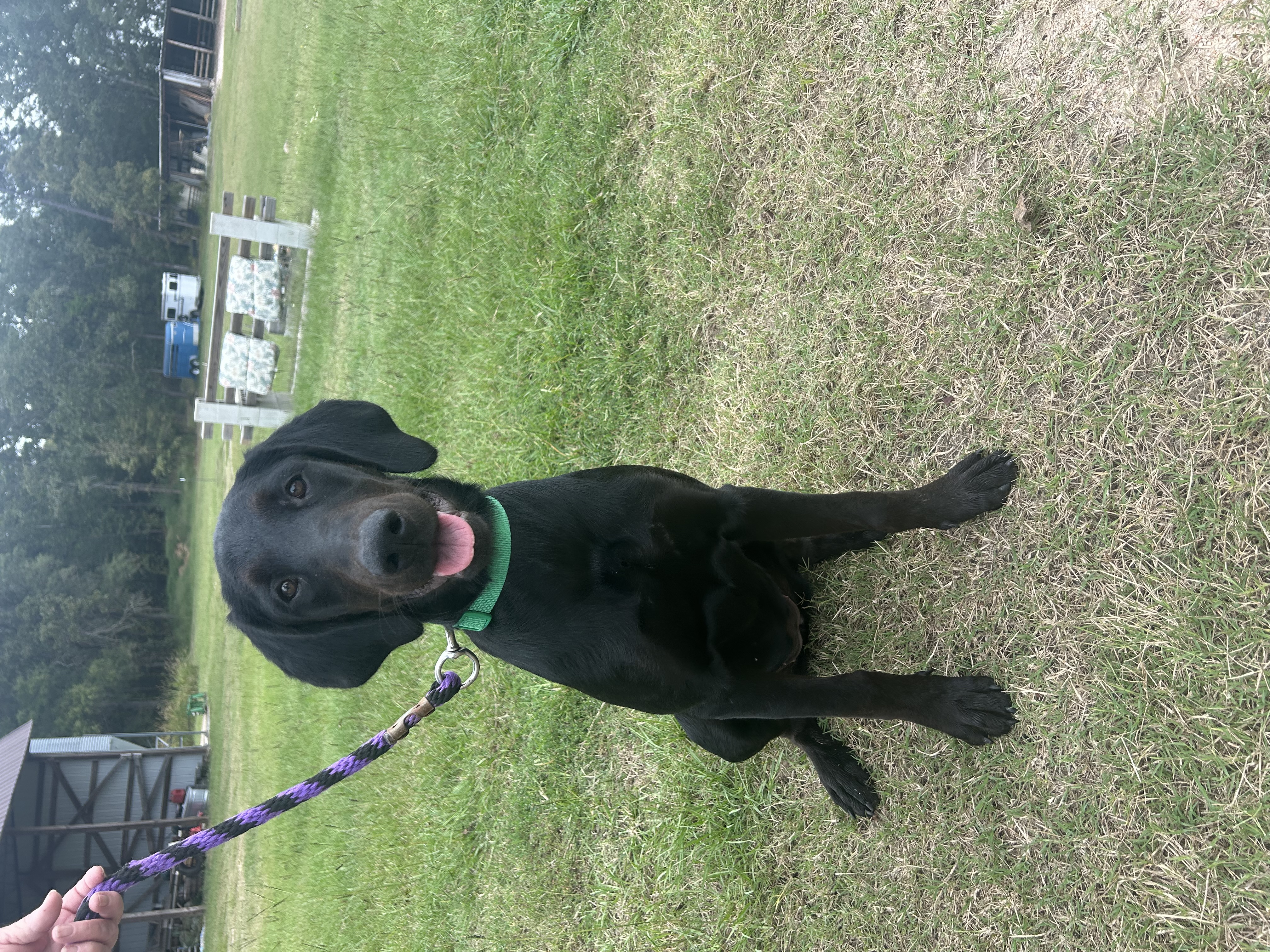 Enlarge Dahlia, a Adopted Labrador Retriever in Jacksonville, FL image 2/4