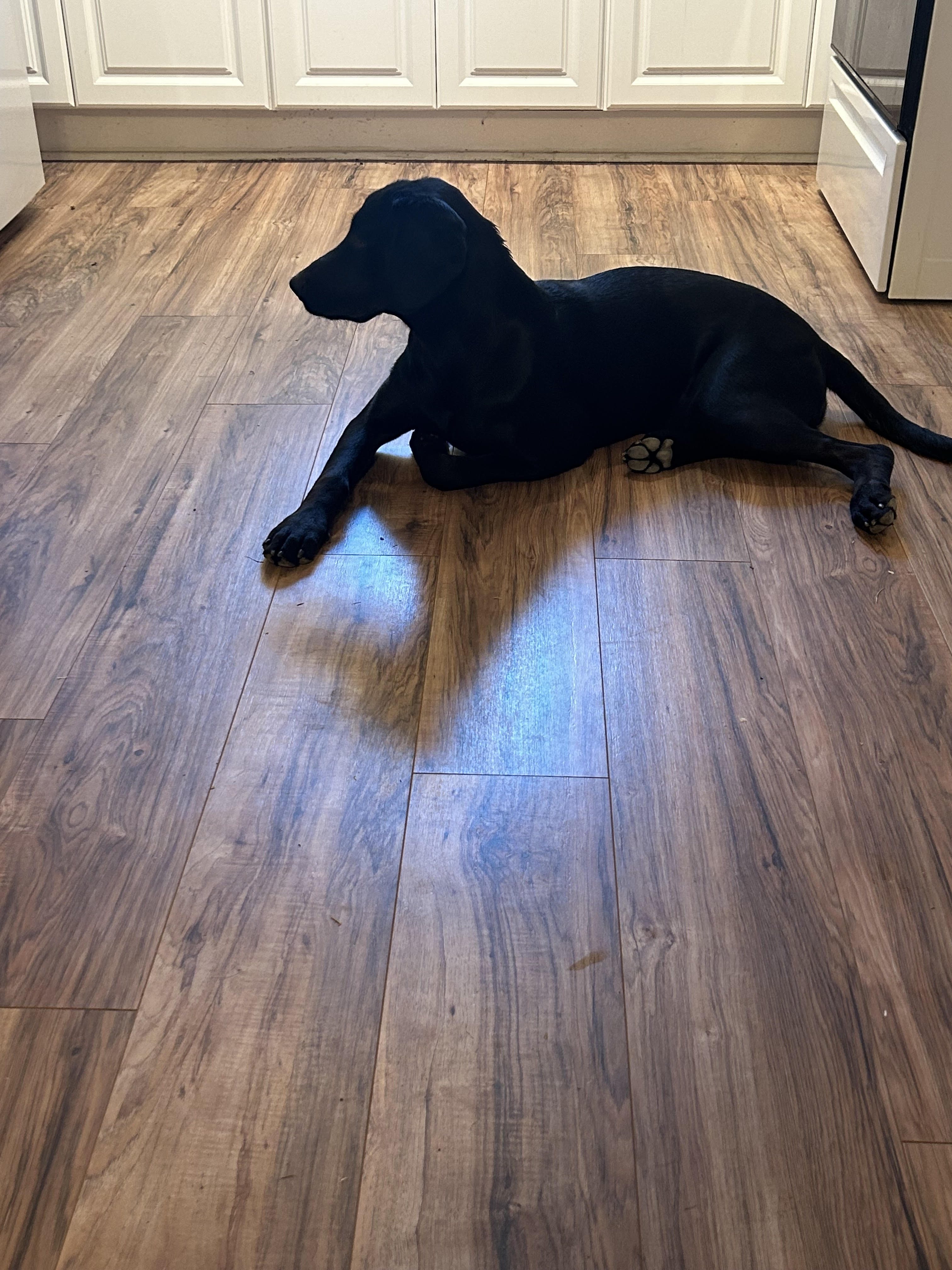 Enlarge Dahlia, a Adopted Labrador Retriever in Jacksonville, FL image 3/4