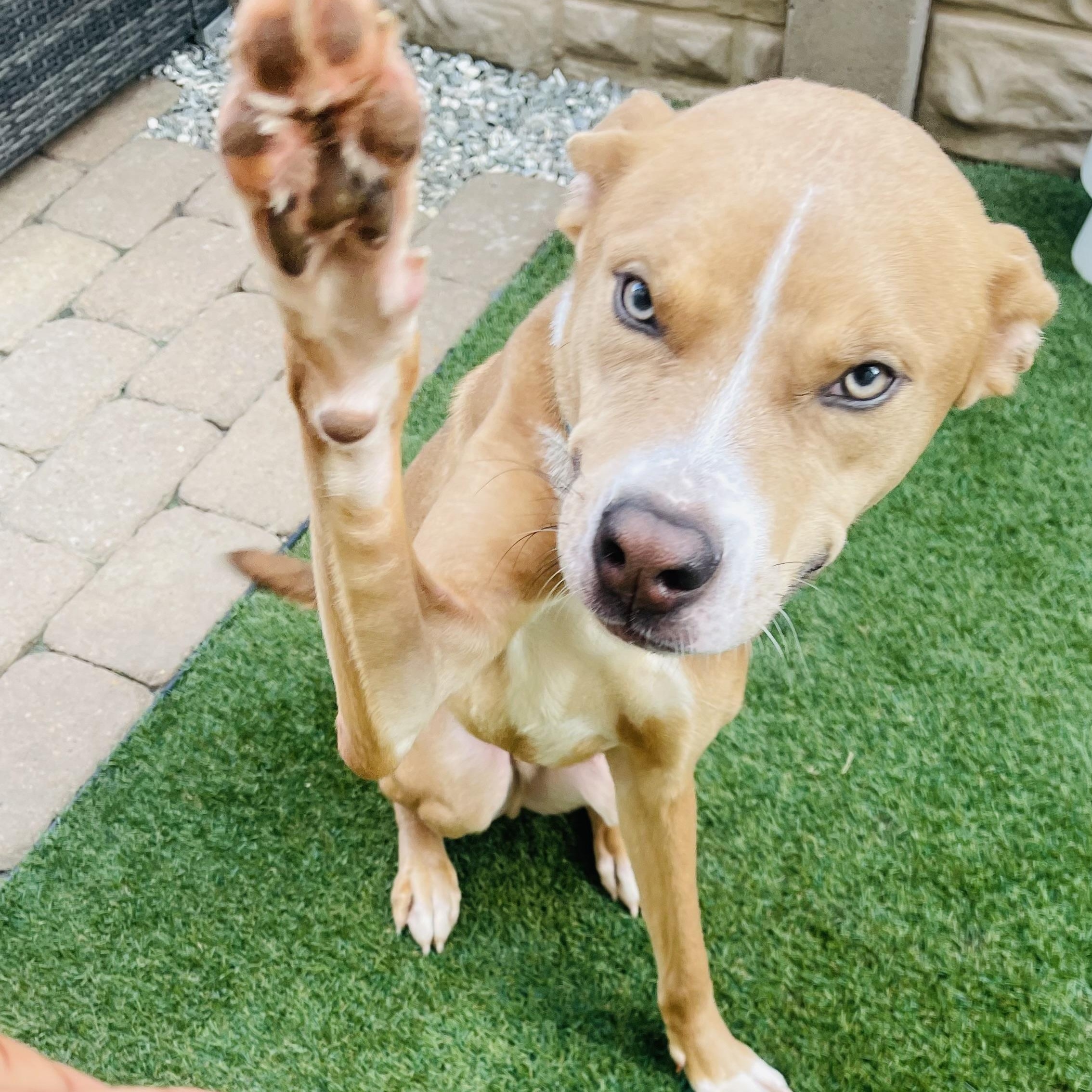 Noah, a Adoptable mixed breed in Houston, TX image 1/6