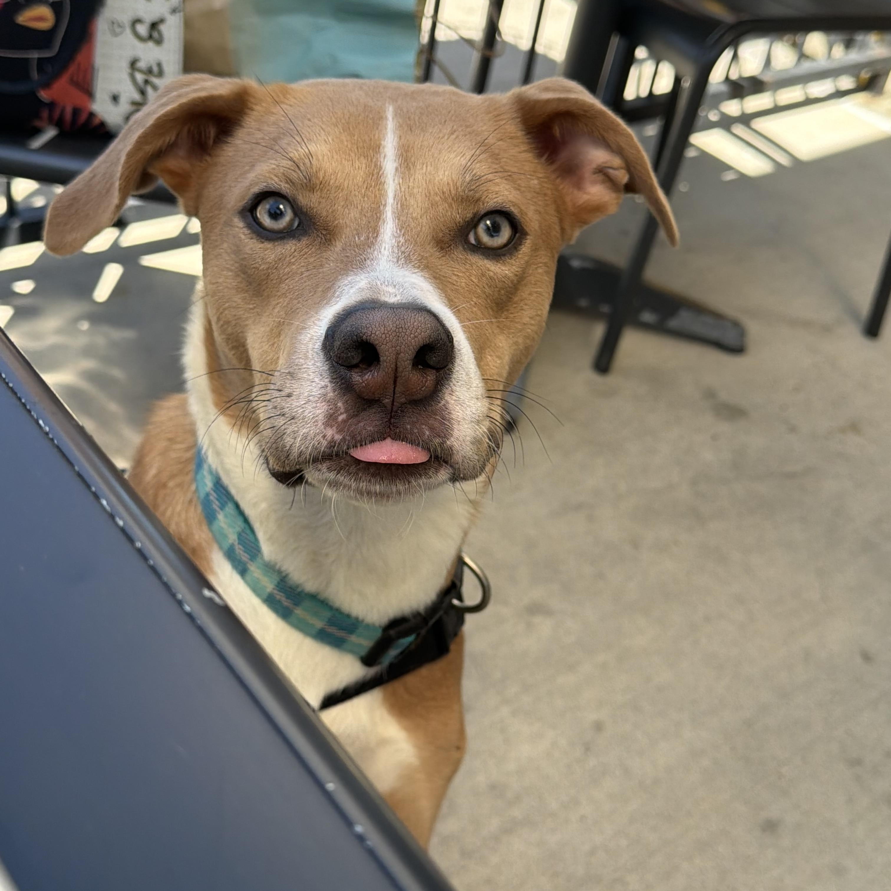 Noah, a Adoptable mixed breed in Houston, TX image 2/6