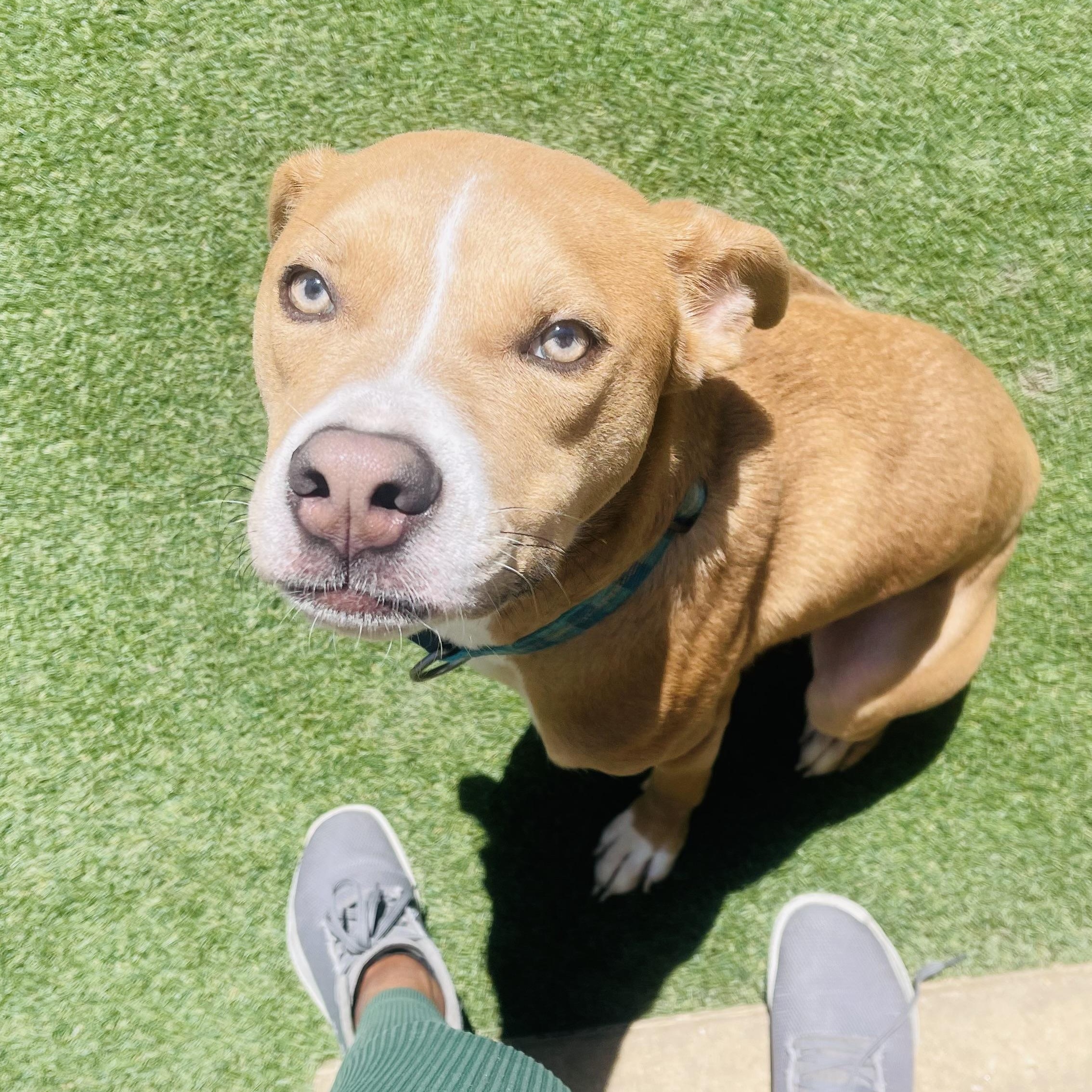 Noah, a Adoptable mixed breed in Houston, TX image 5/6