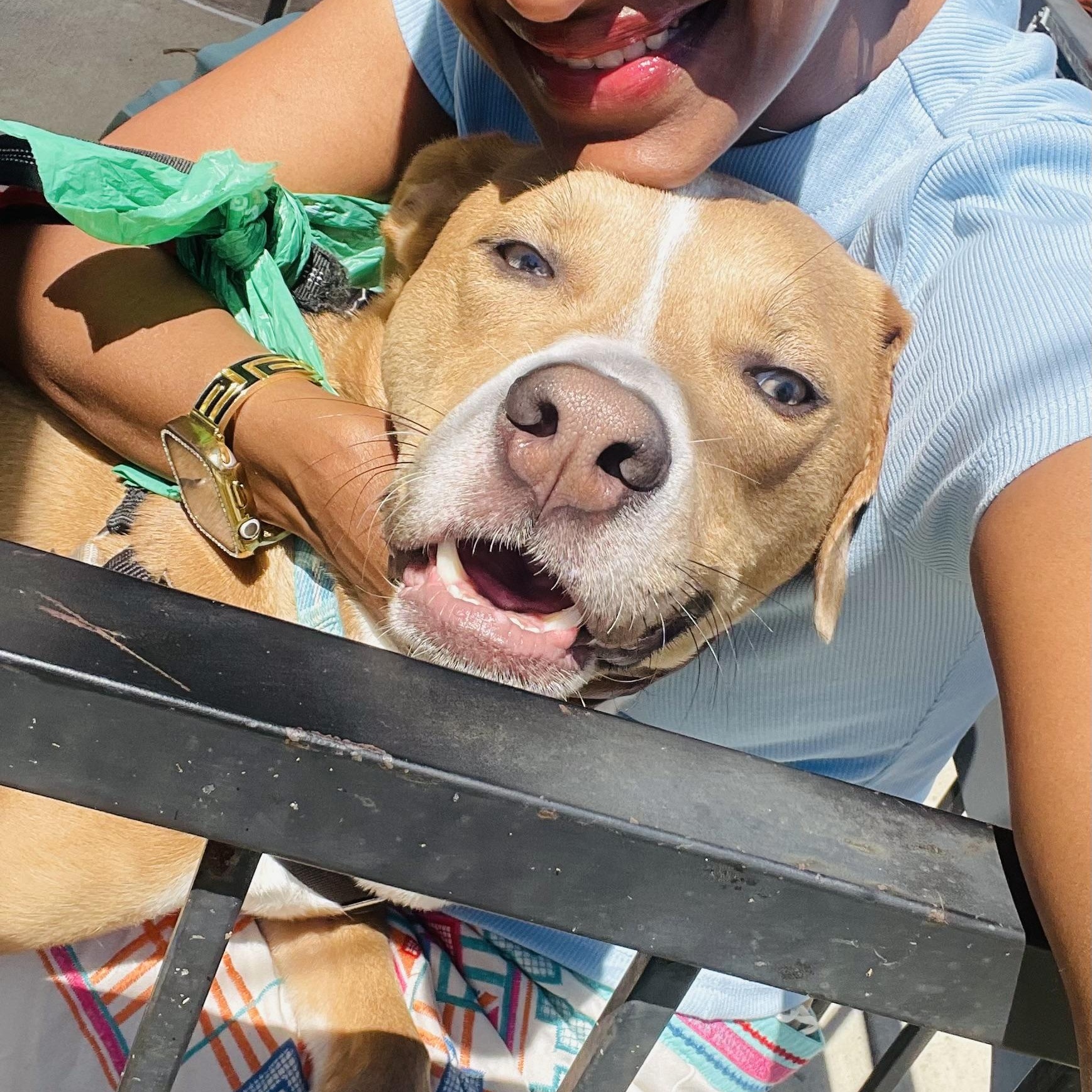 Noah, a Adoptable mixed breed in Houston, TX image 6/6