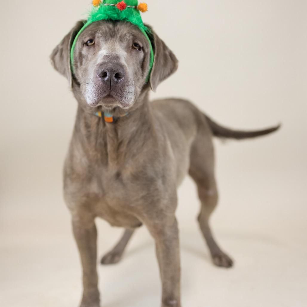 Enlarge Maryann, a Adoptable Labrador Retriever in Portland, OR image 1/1