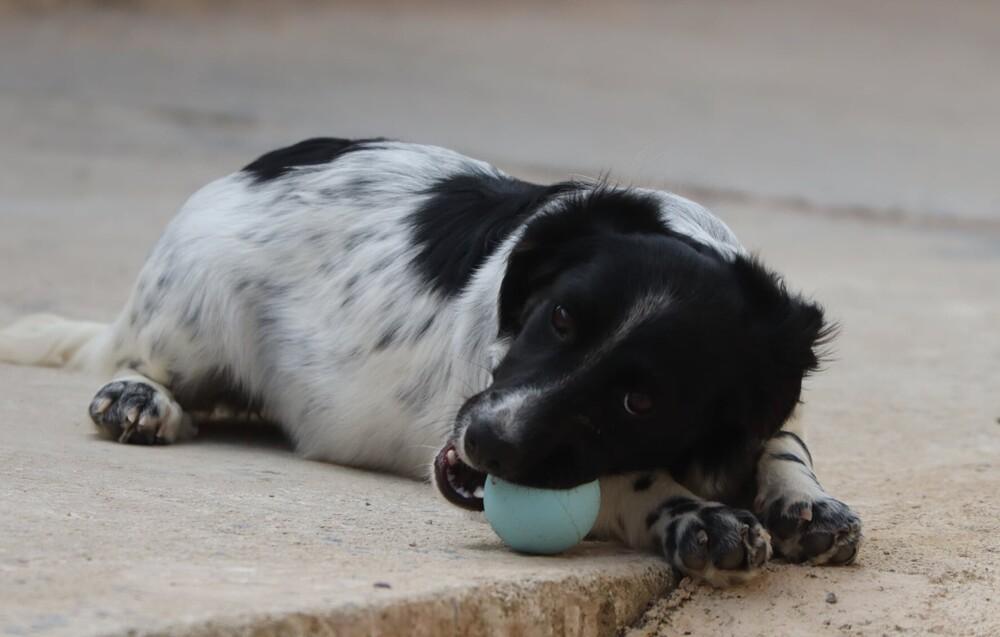 Enlarge No Longer Taking New Applications - Betty (MI, USA), a Adoptable mixed breed in Delton, MI image 3/6