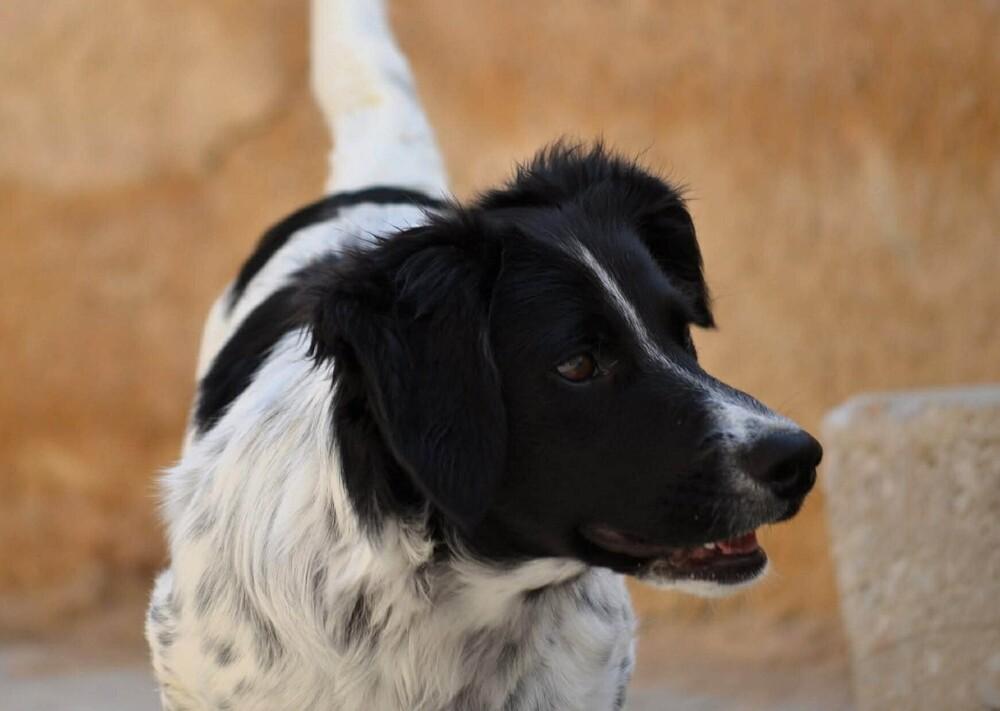 Enlarge No Longer Taking New Applications - Betty (MI, USA), a Adoptable mixed breed in Delton, MI image 4/6