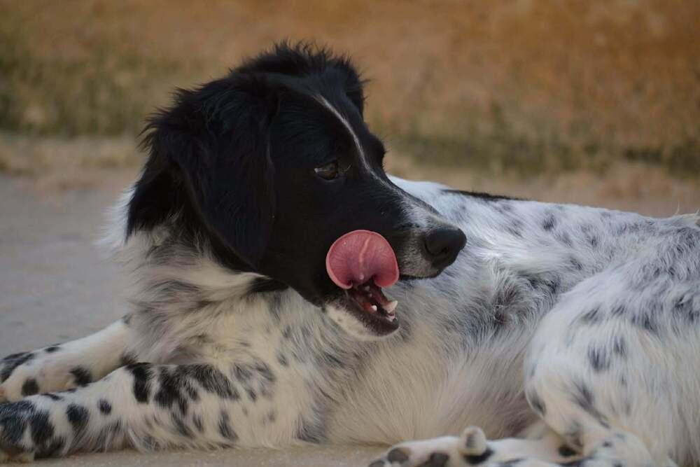 Enlarge No Longer Taking New Applications - Betty (MI, USA), a Adoptable mixed breed in Delton, MI image 5/6