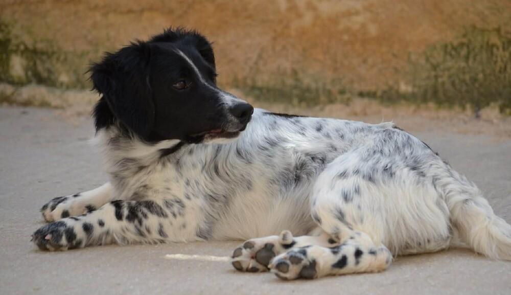 Enlarge No Longer Taking New Applications - Betty (MI, USA), a Adoptable mixed breed in Delton, MI image 2/6