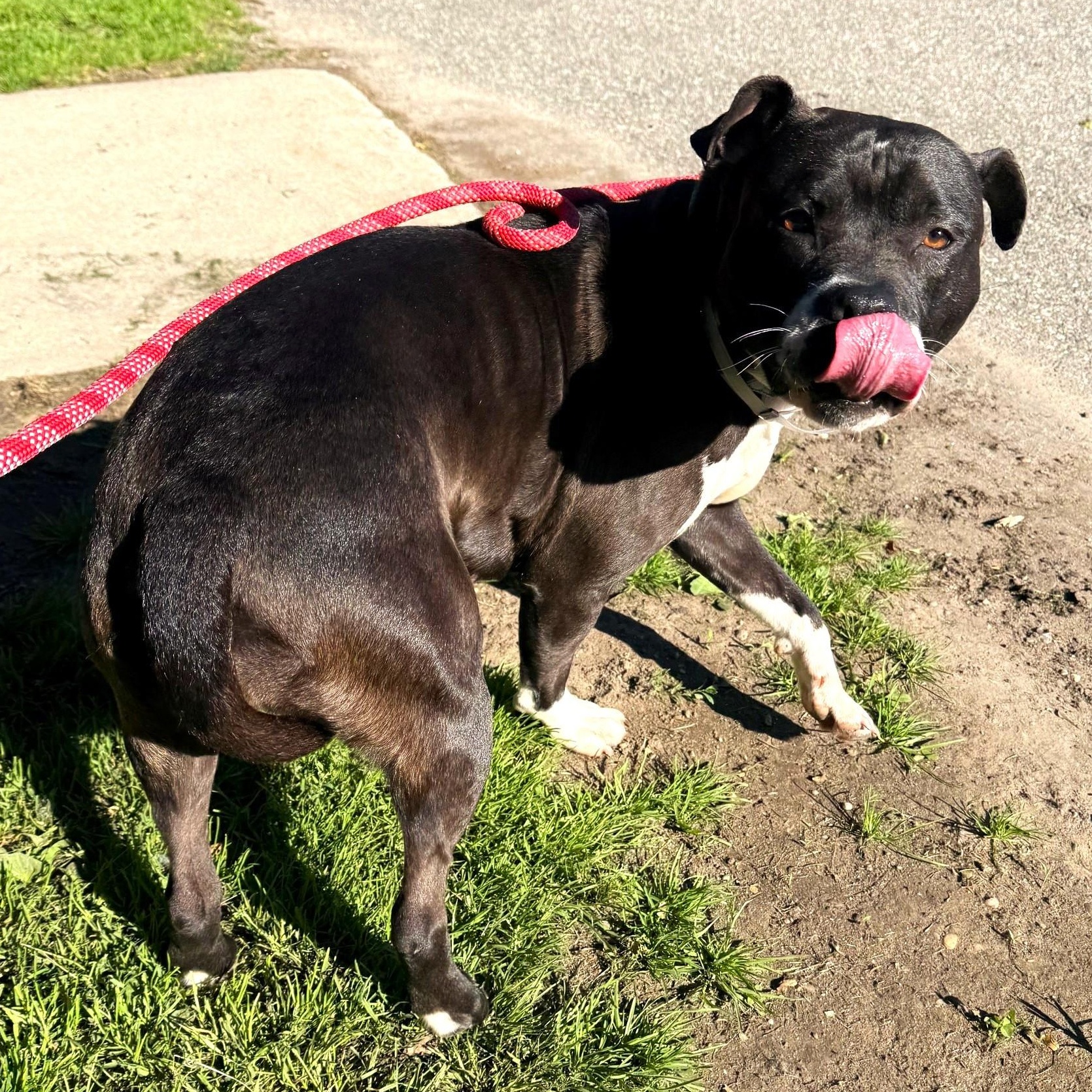 Faye, an adopted Mixed Breed in Brookhaven, NY image 2/2